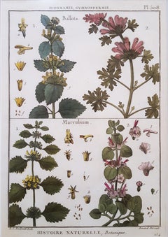 Ballota (Horehound); Marrubium (Weißer Horehound) /// Botanical Botanik Pflanzgefäße Kunst