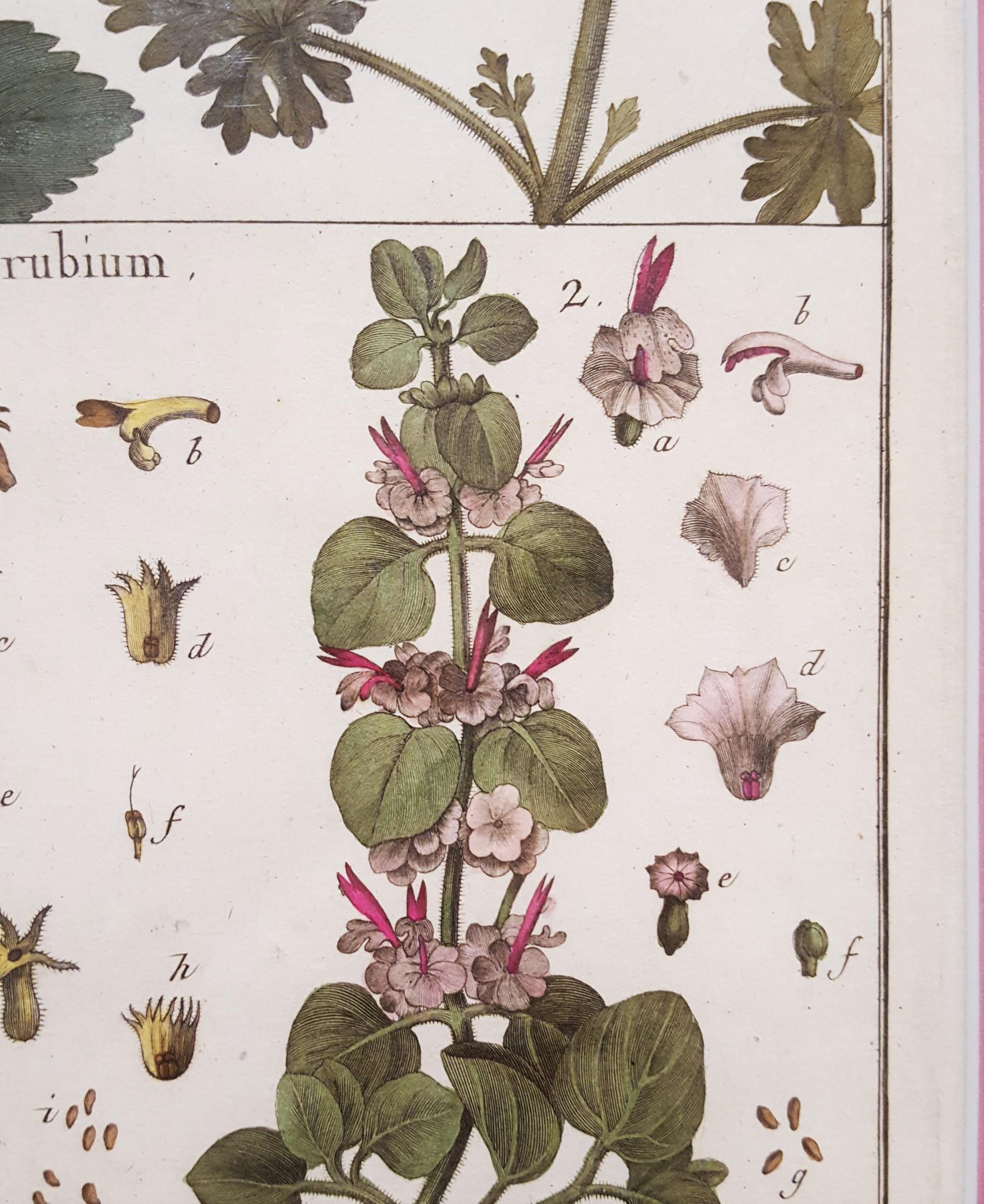 Ballota (Horehound) ; Marrubium (Horehound blanc) /// Botanical Botany Plants Art en vente 6