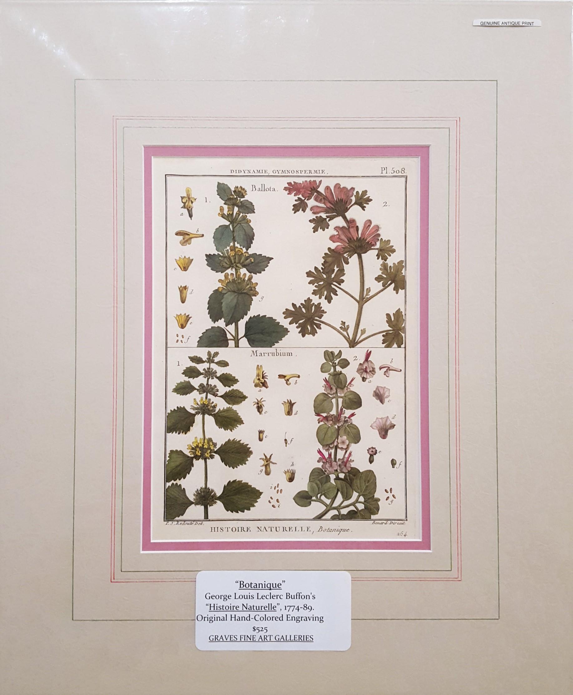 Ballota (Horehound); Marrubium (White Horehound) /// Botanical Botany Plants Art - Print by Georges-Louis Leclerc, Comte de Buffon