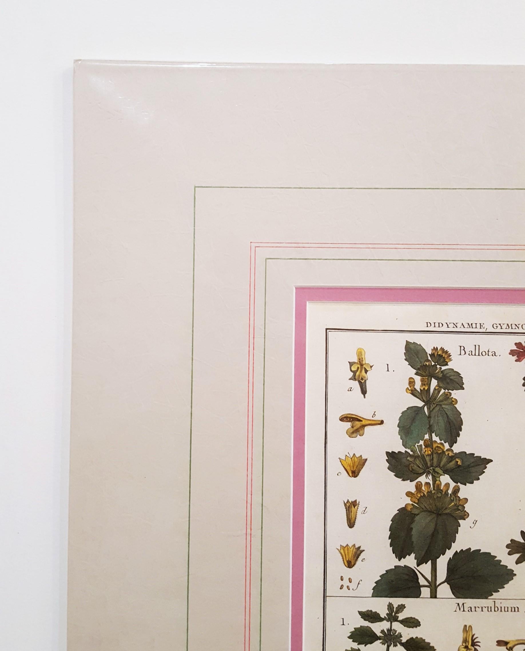 Ballota (Horehound) ; Marrubium (Horehound blanc) /// Botanical Botany Plants Art - Gris Still-Life Print par Georges-Louis Leclerc, Comte de Buffon