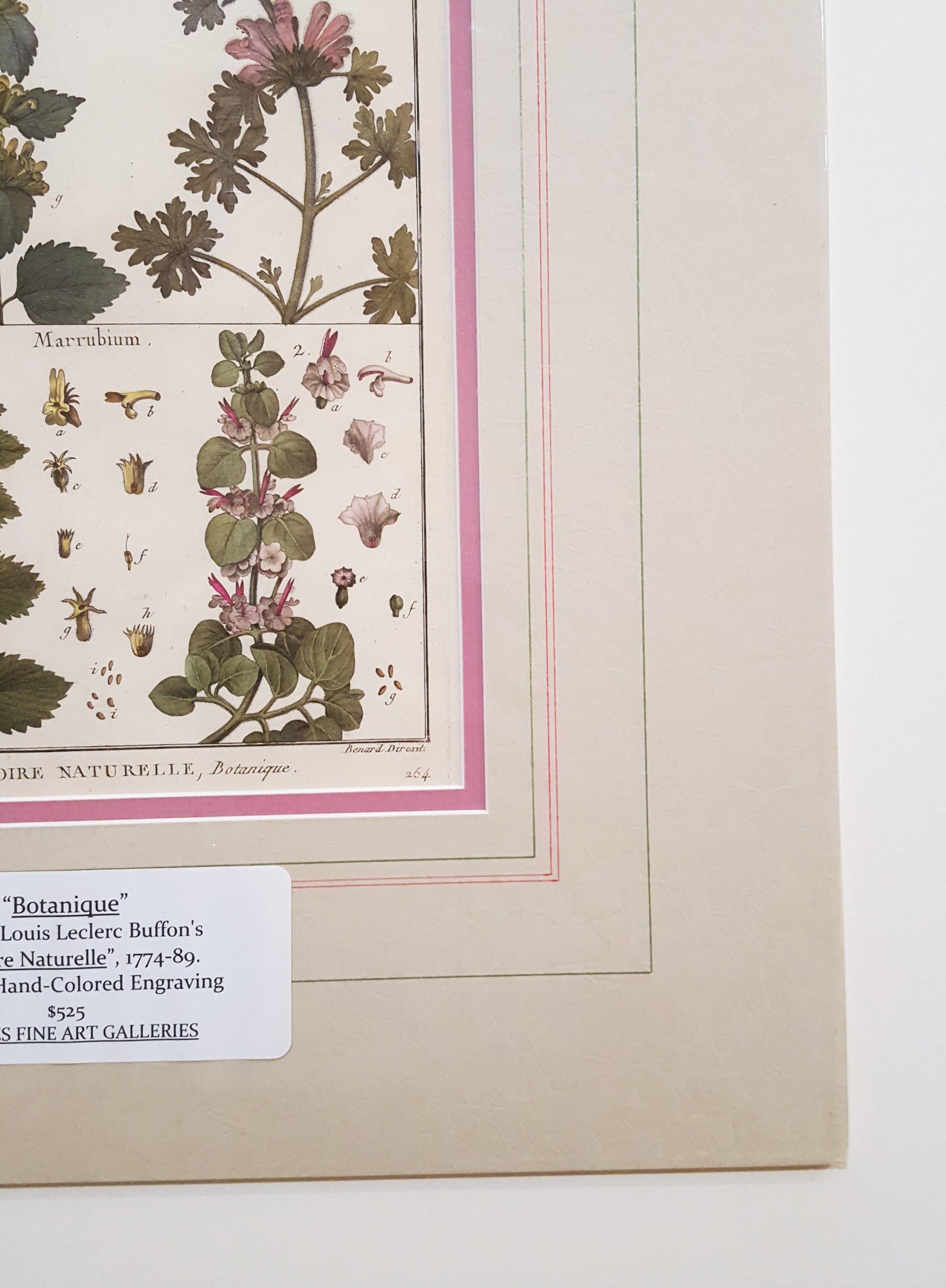 Ballota (Horehound) ; Marrubium (Horehound blanc) /// Botanical Botany Plants Art en vente 1
