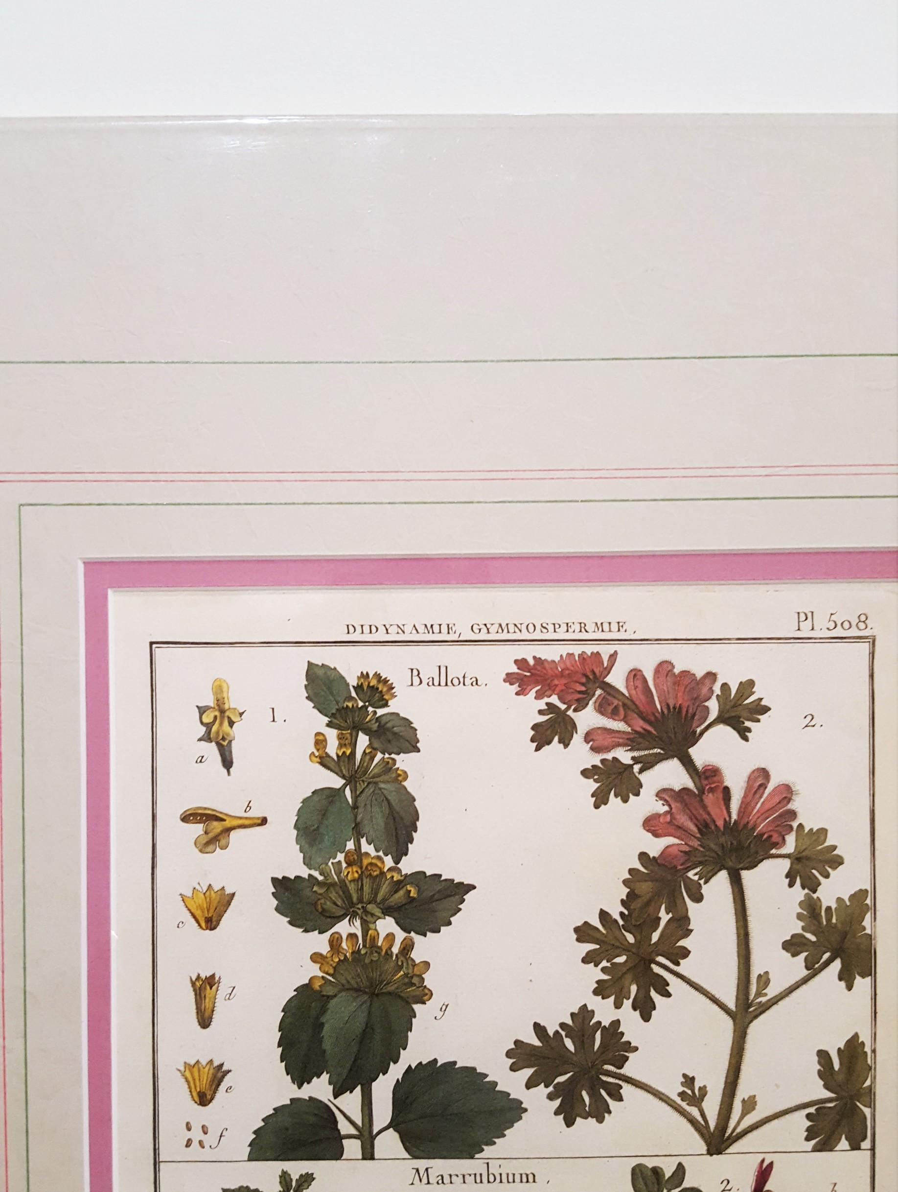 Ballota (Horehound) ; Marrubium (Horehound blanc) /// Botanical Botany Plants Art en vente 2