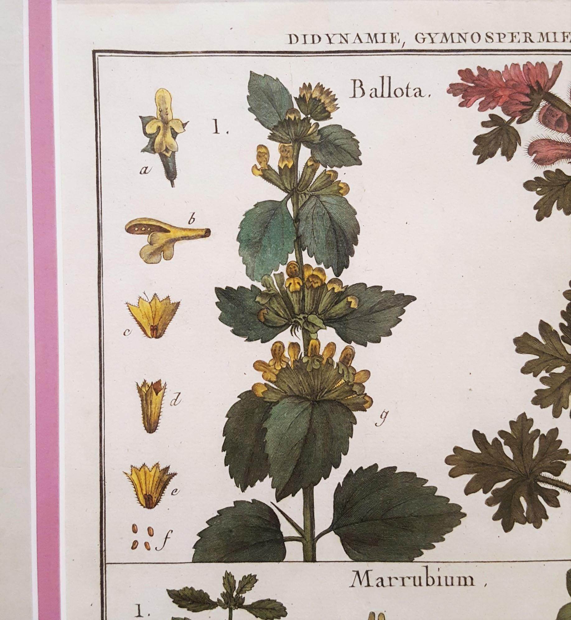 Ballota (Horehound) ; Marrubium (Horehound blanc) /// Botanical Botany Plants Art en vente 4