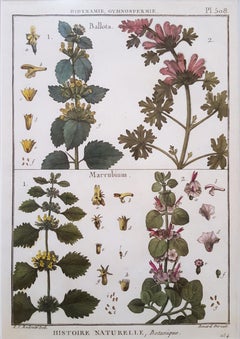 Ballota (Horehound) ; Marrubium (Horehound blanc) /// Botanical Botany Plants Art