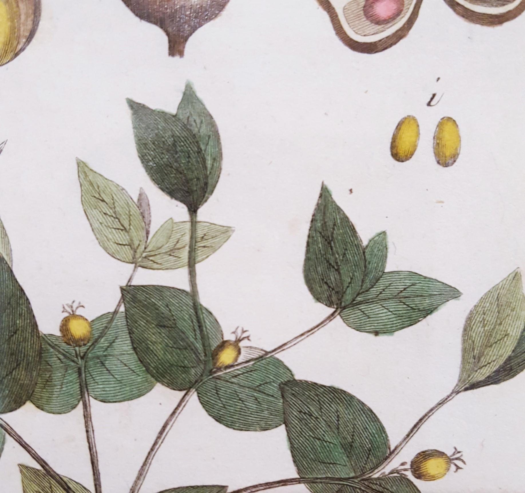 Euphorbia (Spurge) /// Antique Botanical Botany Plants Engraving Buffon Science For Sale 7