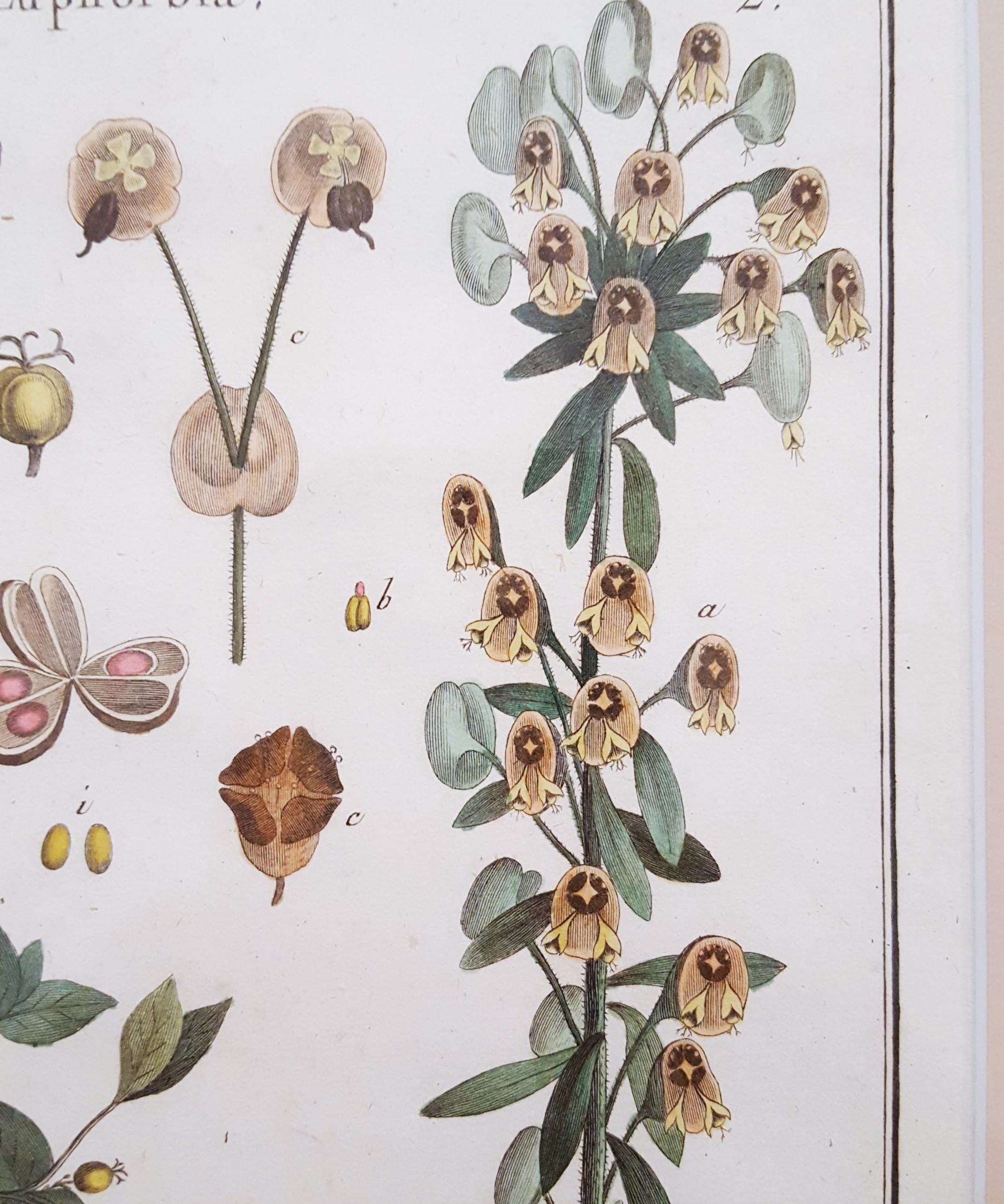 Euphorbia (Spurge) /// Antique Botanical Botany Plants Engraving Buffon Science For Sale 8