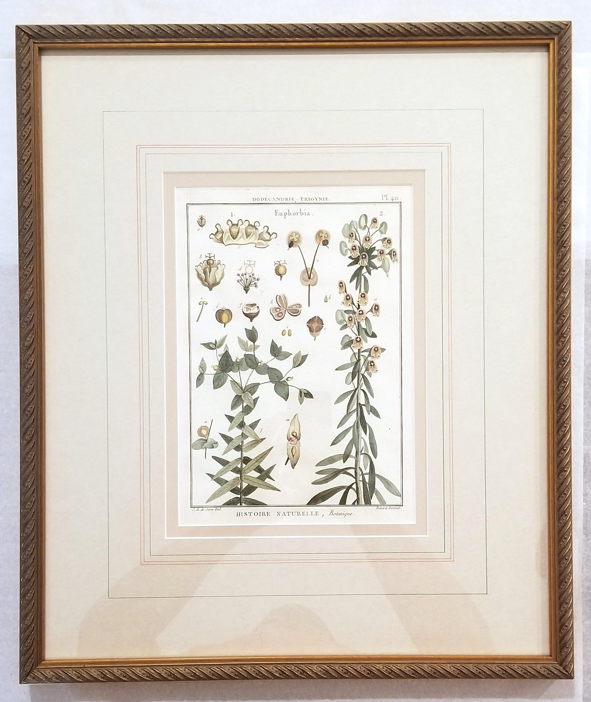 Euphorbia (Spurge) /// Antique Botanical Botany Plants Engraving Buffon Science - Gray Still-Life Print by Georges-Louis Leclerc, Comte de Buffon