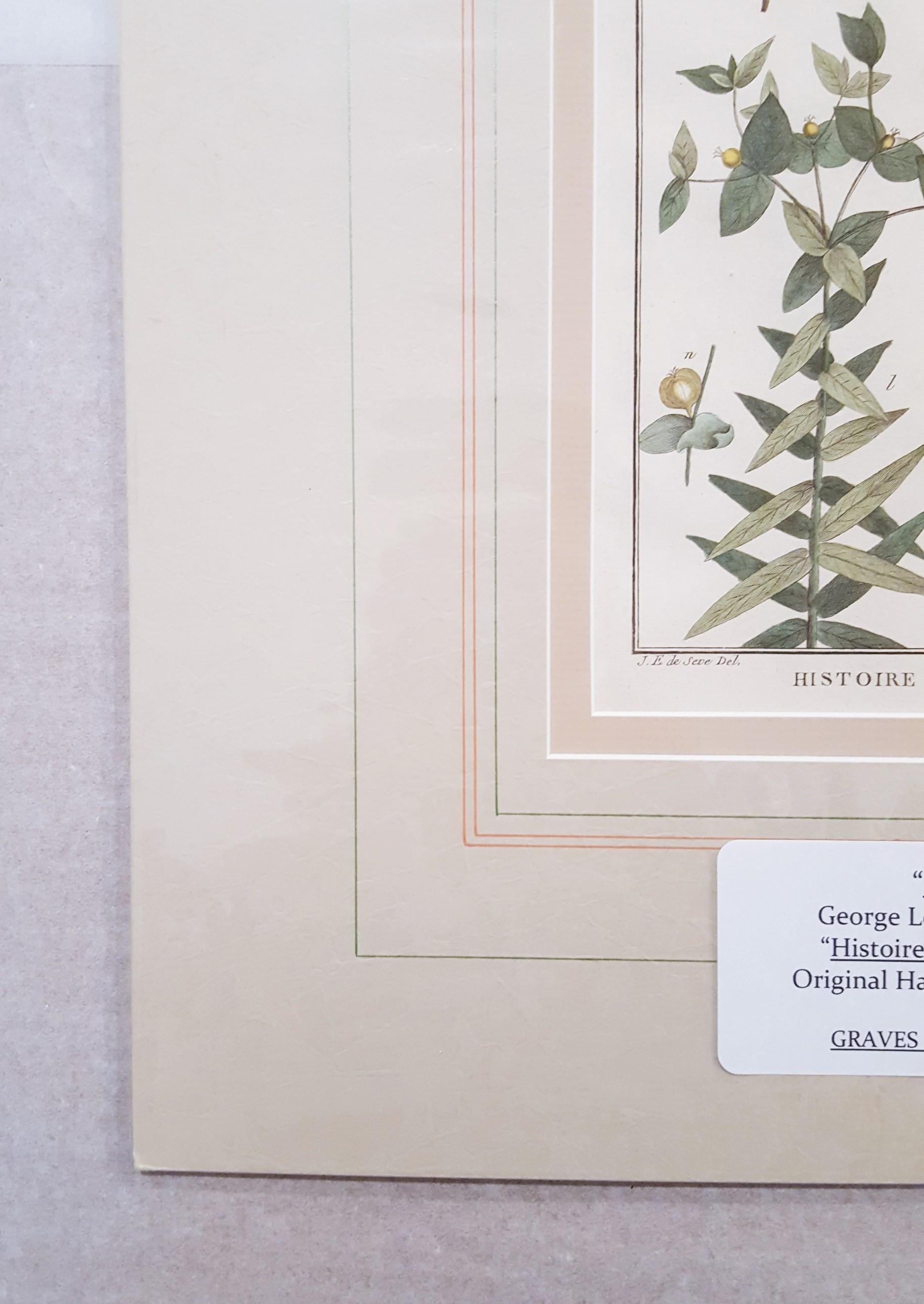 Artist: Georges-Louis Leclerc, Comte de Buffon (French, 1707-1788)
Title: 