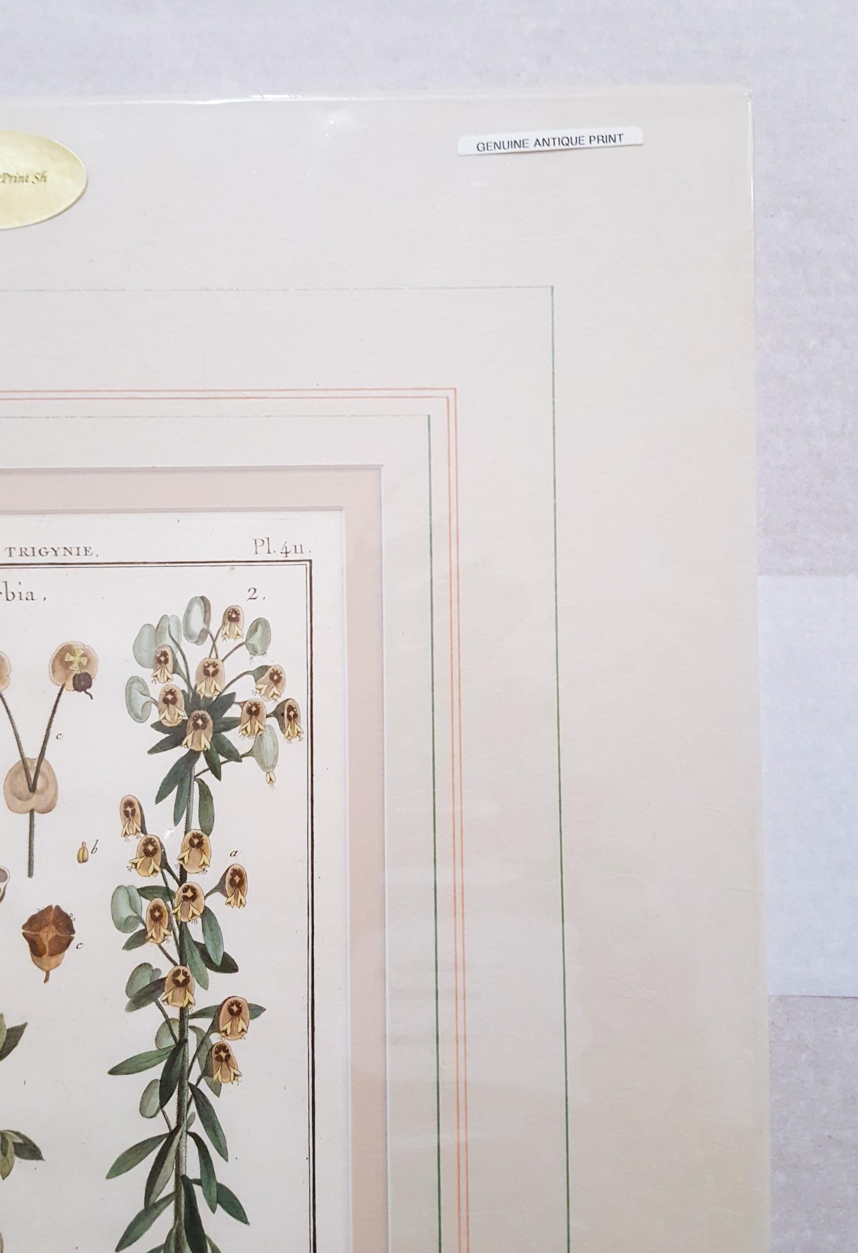 Euphorbia (Spurge) /// Antique Botanical Botany Plants Engraving Buffon Science For Sale 2