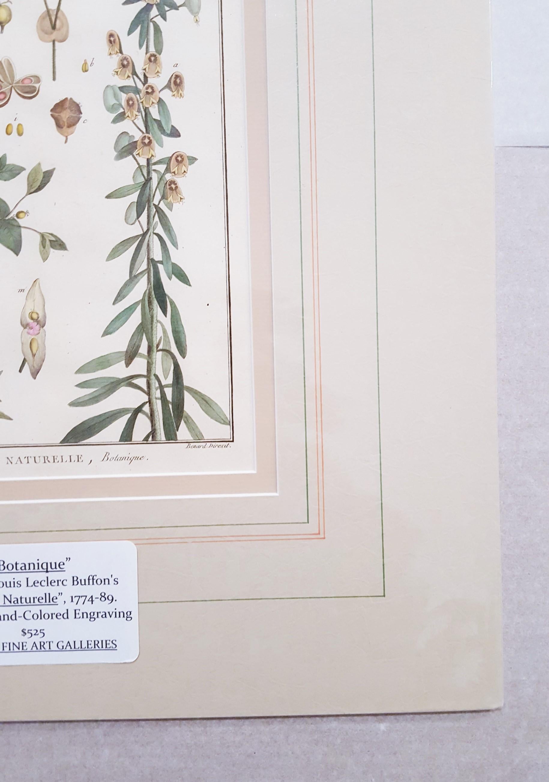 Euphorbia (Spurge) /// Antique Botanical Botany Plants Engraving Buffon Science For Sale 3