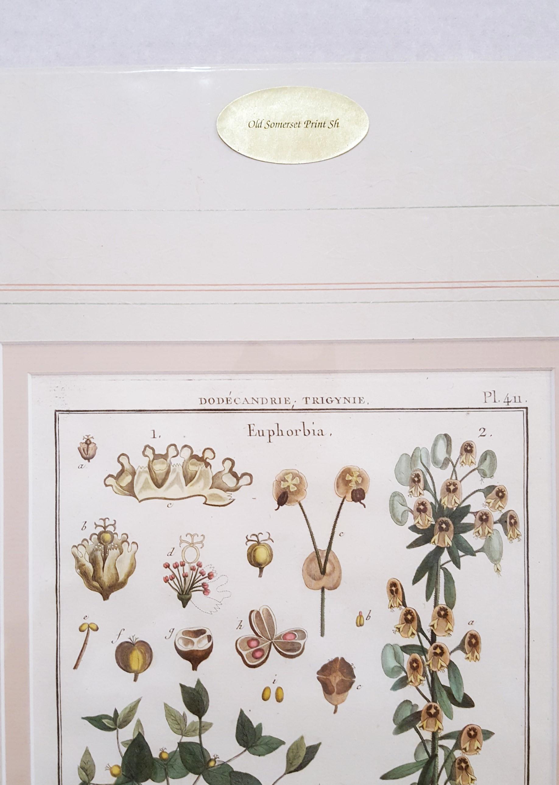 Euphorbia (Spurge) /// Antique Botanical Botany Plants Engraving Buffon Science For Sale 4