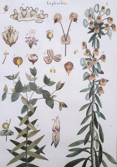 Euphorbia (Rüschen) /// Antike botanische Botanik-Pflanzgefäße mit Gravur aus Buffon Wissenschaft
