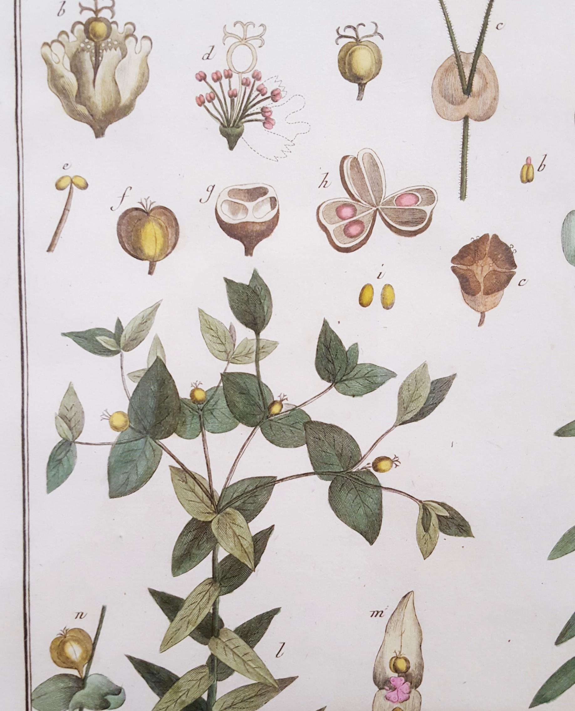 Euphorbia (verte) /// Antique Botanical Botany Plants Gravure Buffon Science en vente 2