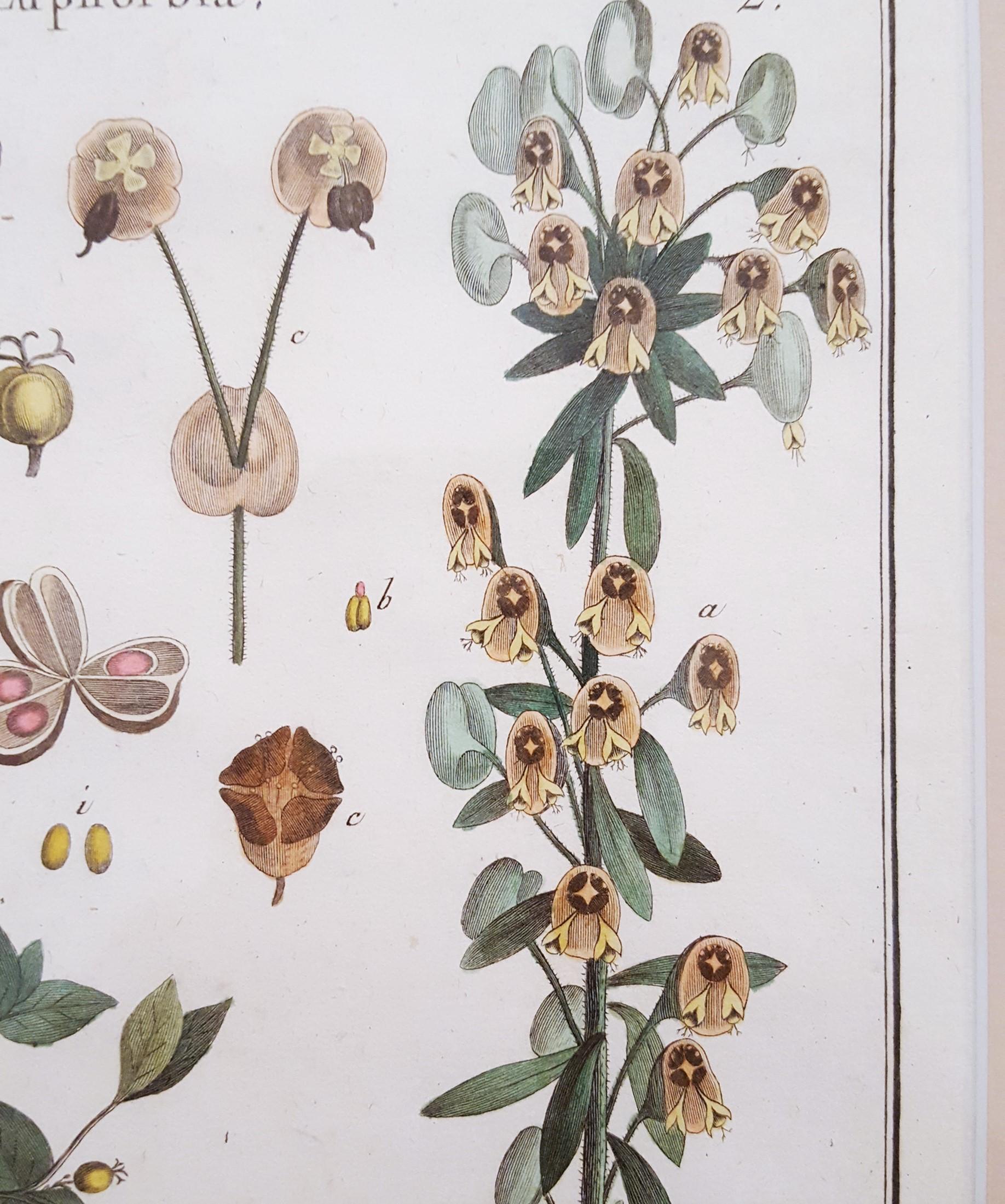 Euphorbia (Rüschen) /// Antike botanische Botanik-Pflanzgefäße mit Gravur aus Buffon Wissenschaft im Angebot 6
