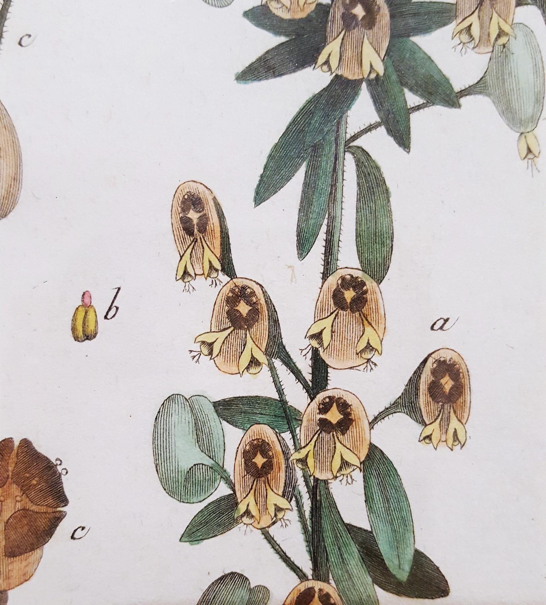 Euphorbia (verte) /// Antique Botanical Botany Plants Gravure Buffon Science en vente 5