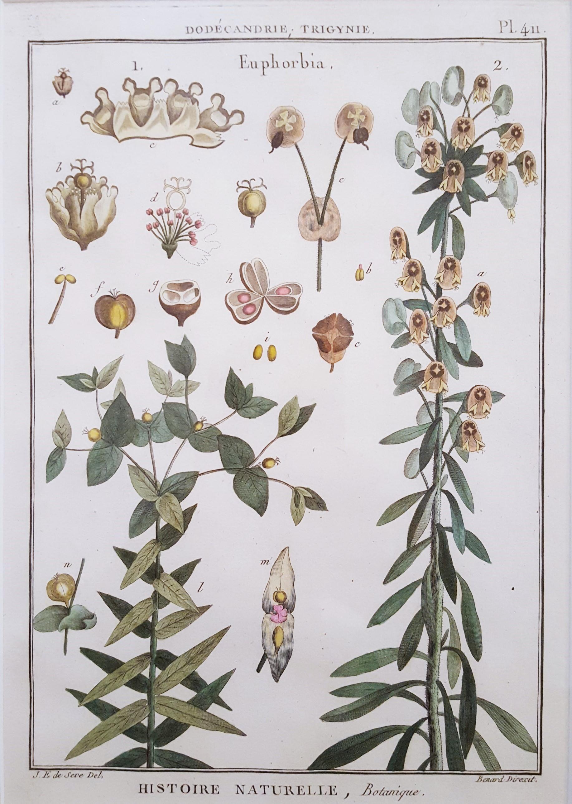 Euphorbia (Rüschen) /// Antike botanische Botanik-Pflanzgefäße mit Gravur aus Buffon Wissenschaft – Print von Georges-Louis Leclerc, Comte de Buffon
