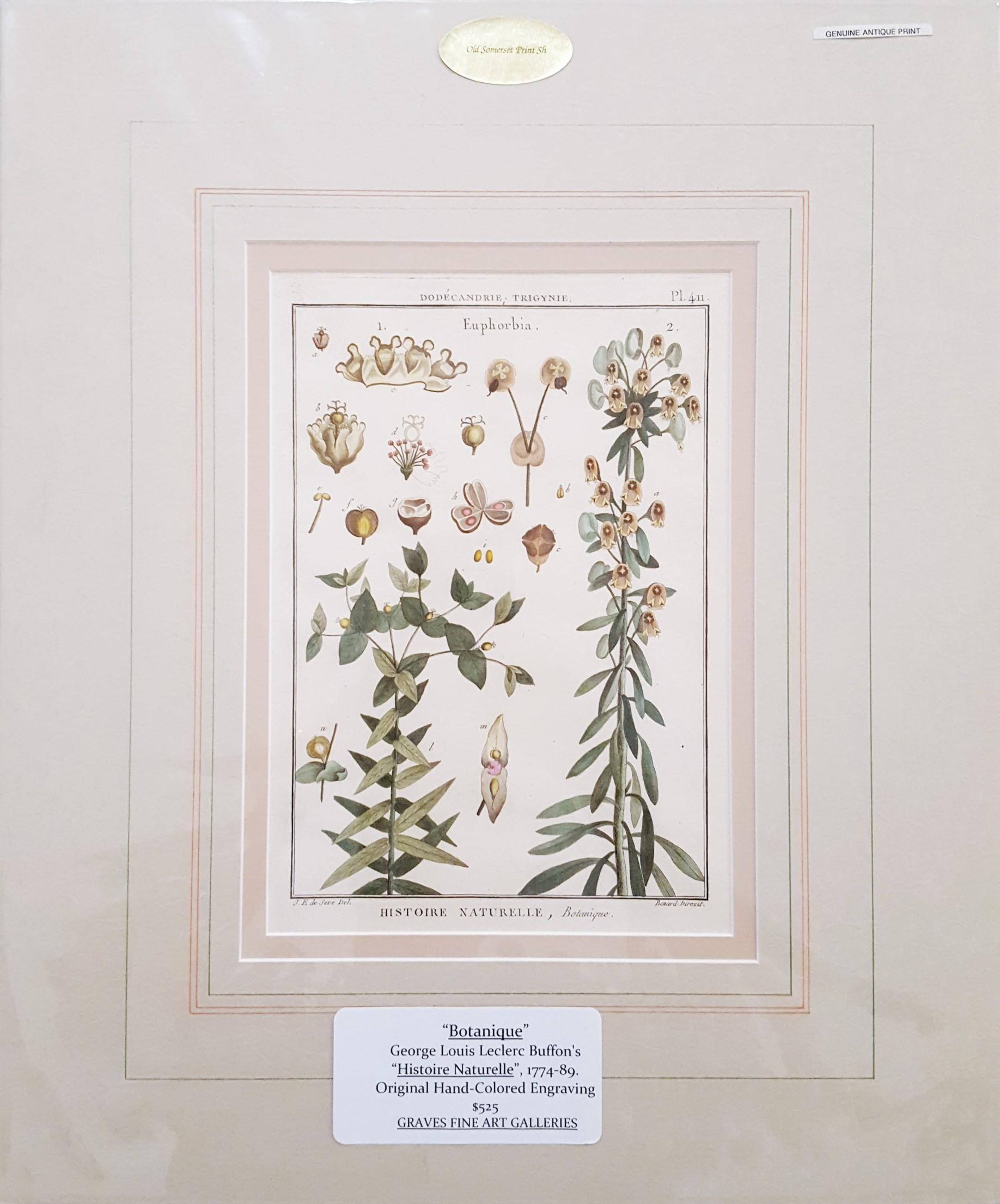 antike botanische zeichnungen