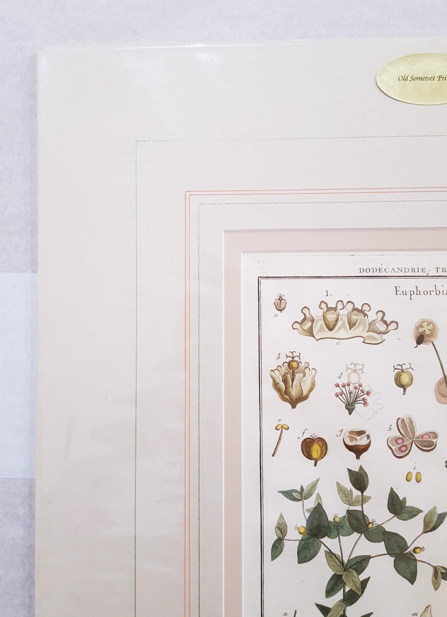 Euphorbia (Rüschen) /// Antike botanische Botanik-Pflanzgefäße mit Gravur aus Buffon Wissenschaft (Grau), Still-Life Print, von Georges-Louis Leclerc, Comte de Buffon