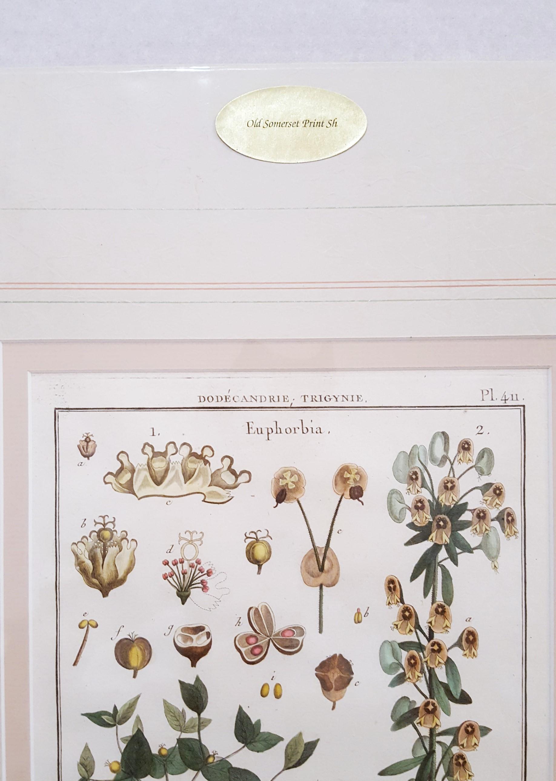 Euphorbia (Rüschen) /// Antike botanische Botanik-Pflanzgefäße mit Gravur aus Buffon Wissenschaft im Angebot 2
