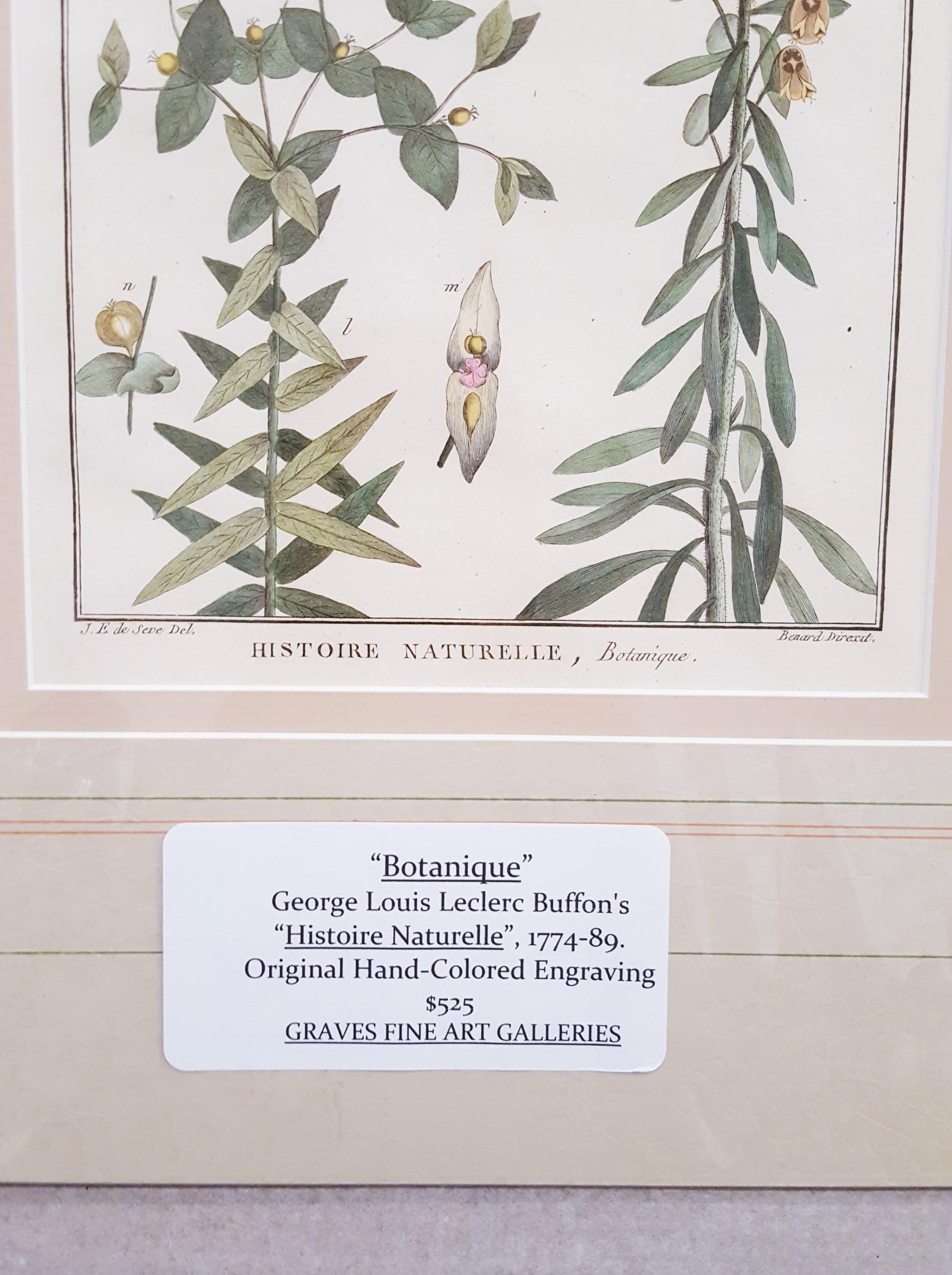 Euphorbia (Rüschen) /// Antike botanische Botanik-Pflanzgefäße mit Gravur aus Buffon Wissenschaft im Angebot 3