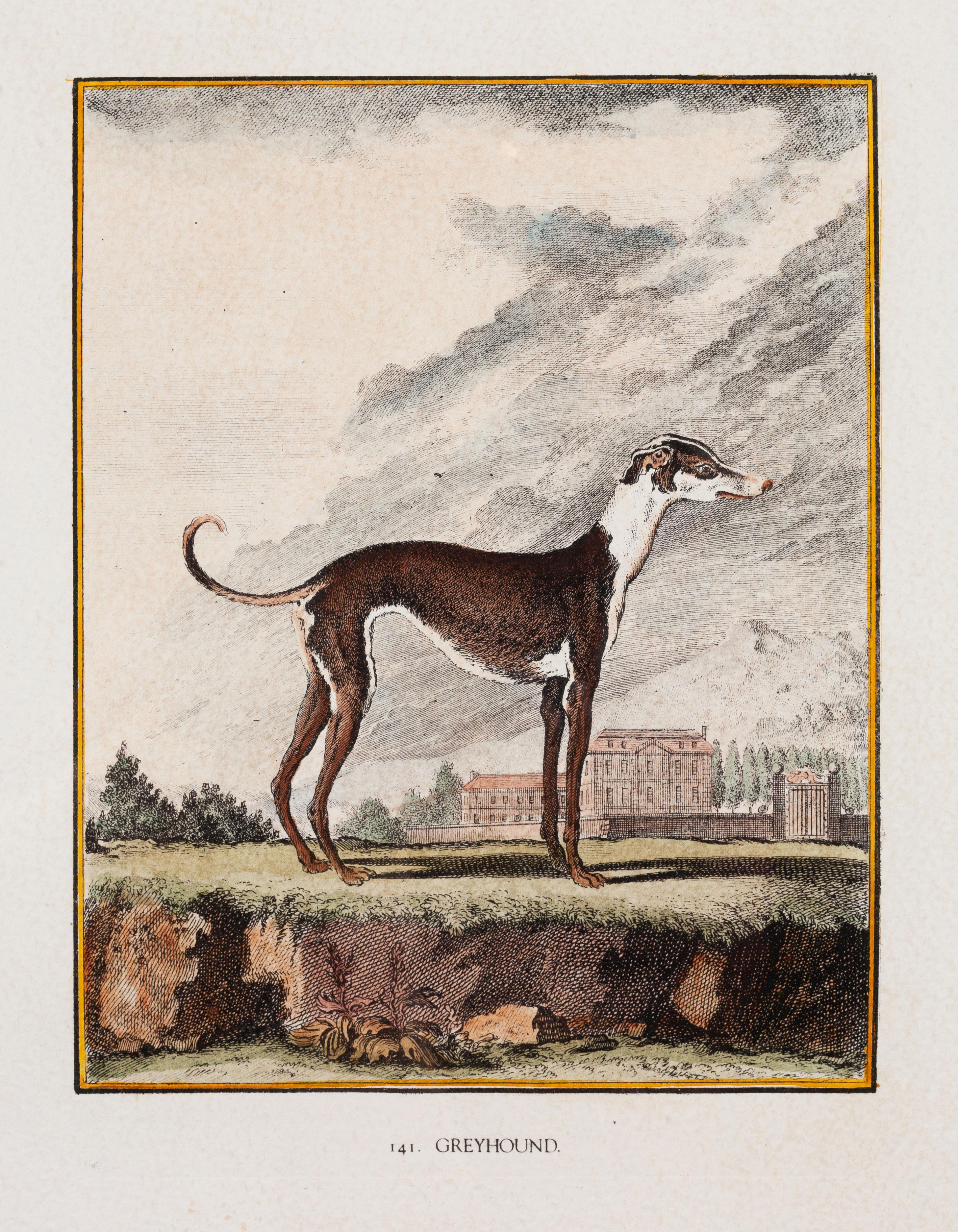 Animal Print Georges-Louis Leclerc, Comte de Buffon - Lévrier