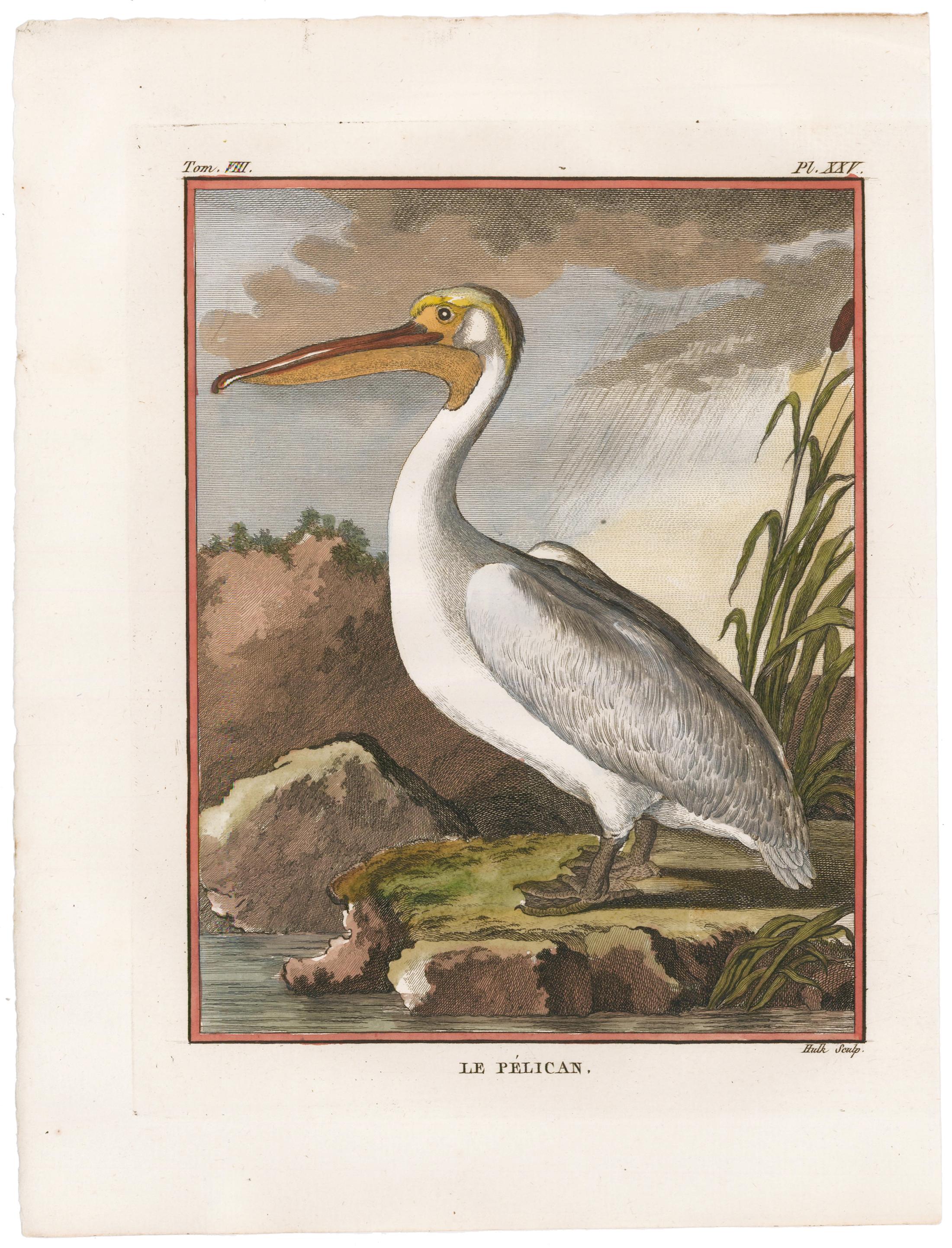 Hand-Colored Pelican Engraving. - Print by Georges-Louis Leclerc, Comte de Buffon