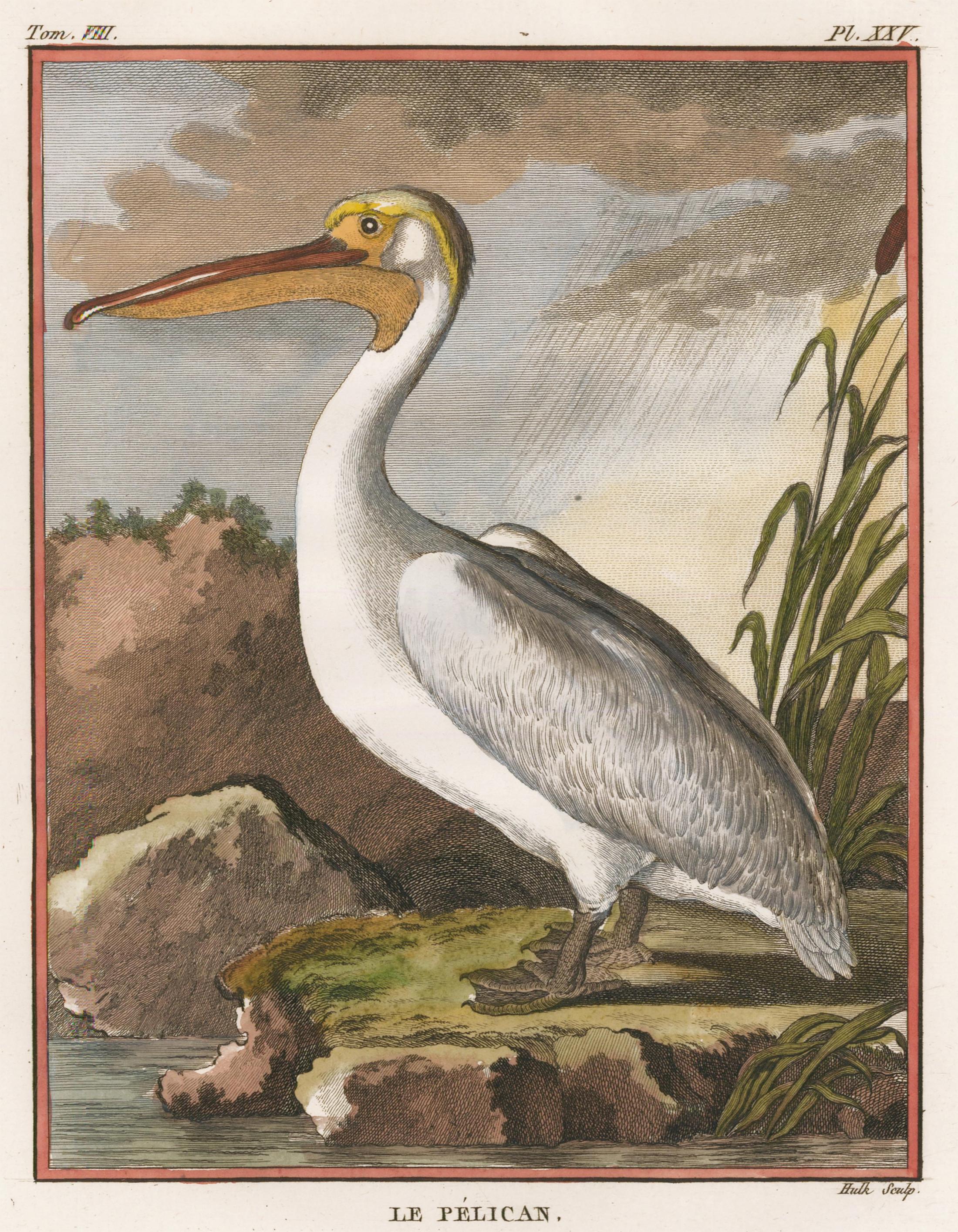 Georges-Louis Leclerc, Comte de Buffon Animal Print - Hand-Colored Pelican Engraving.