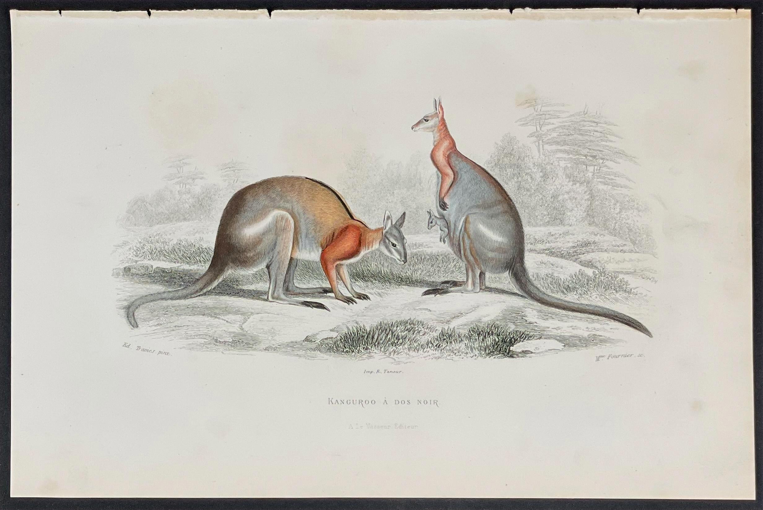 Georges-Louis Leclerc, Comte de Buffon Animal Print - Kangaroo - Australia - Georges Louis Leclerc, Comte de Buffon C. 1820