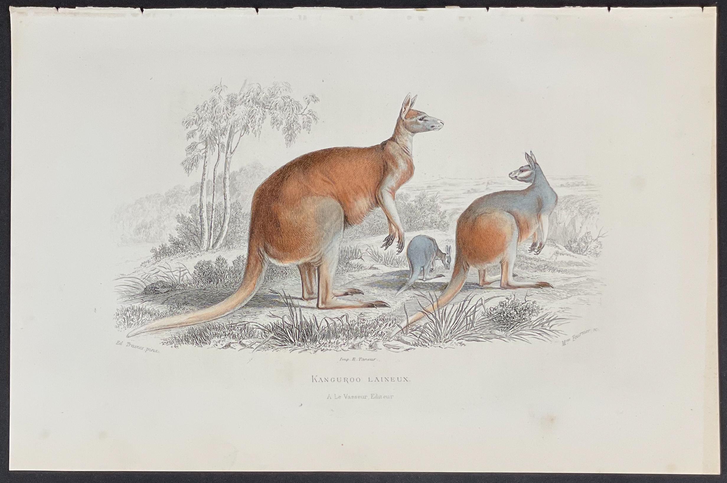 Georges-Louis Leclerc, Comte de Buffon Animal Print - Kangaroo - Australia - Georges Louis Leclerc, Comte de Buffon C. 1820