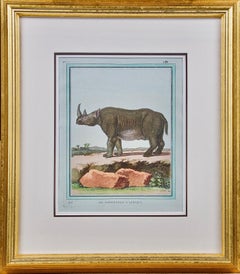 "Le Rhinoceros D'Afrique" an 18th Century Hand Colored Engraving of a Rhinoceros