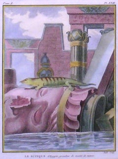 Lizard Le Scinque Reptile Animal