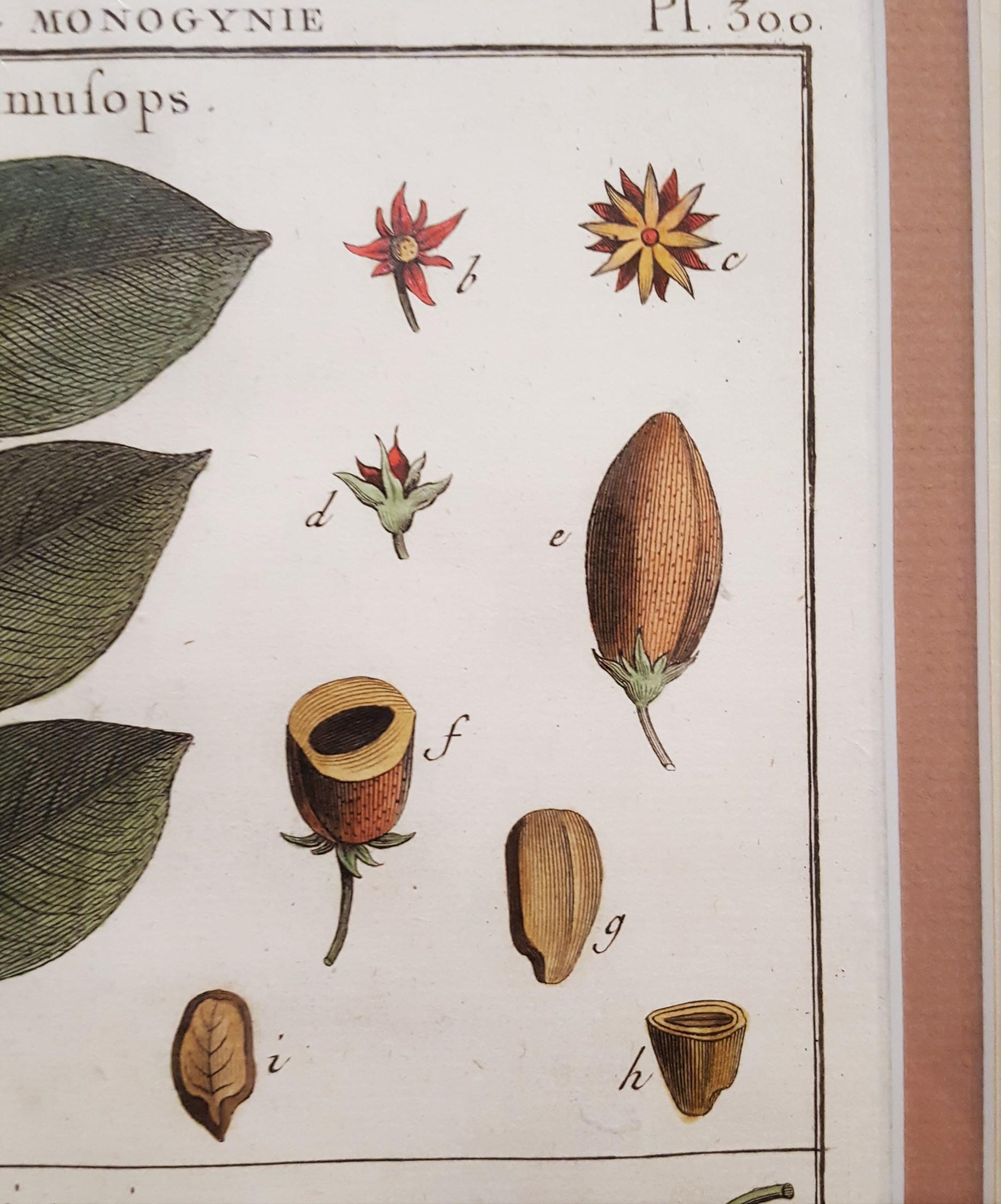 Mimufops (Mimusops); Ibricaria (Shingle Oak) /// Botanical Botany Plants Buffon For Sale 6