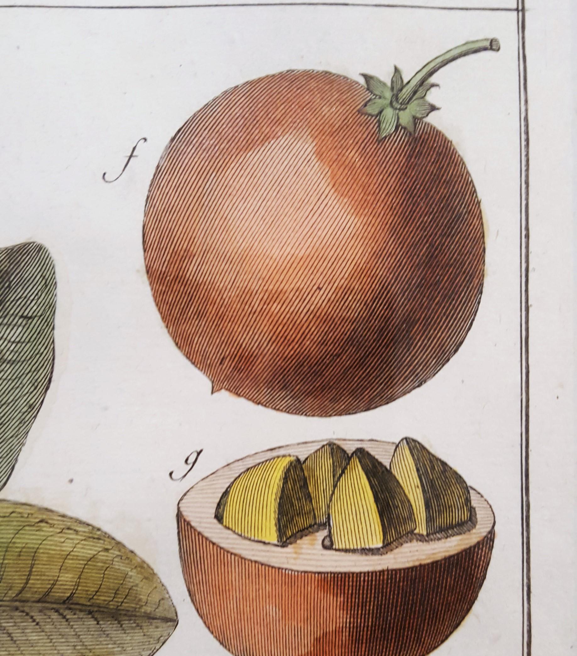 Mimufops (Mimusops); Ibricaria (Shingle Oak) /// Botanical Botany Plants Buffon For Sale 9