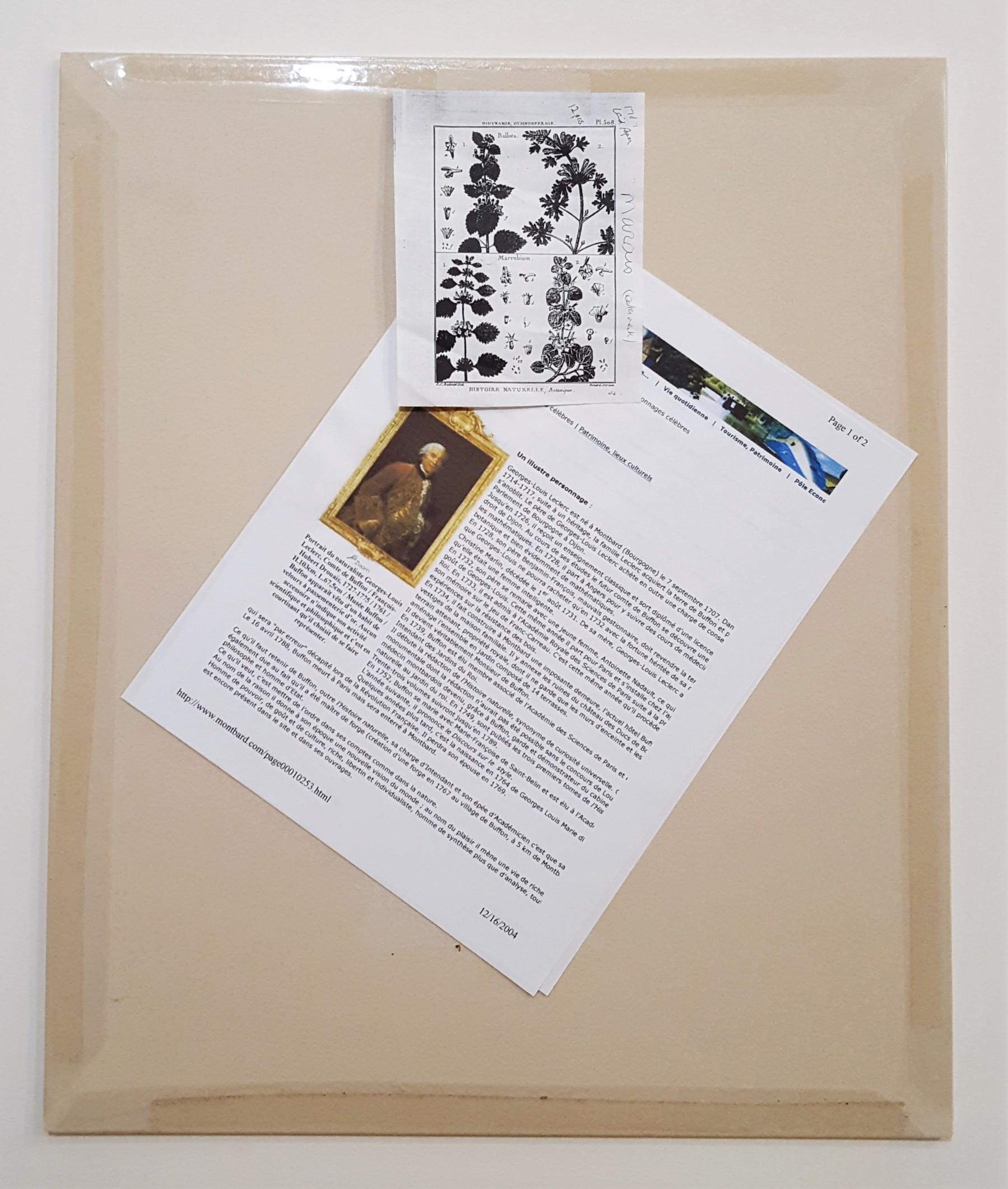 Mimufops (Mimusops); Ibricaria (Shingle Oak) /// Botanical Botany Plants Buffon For Sale 12