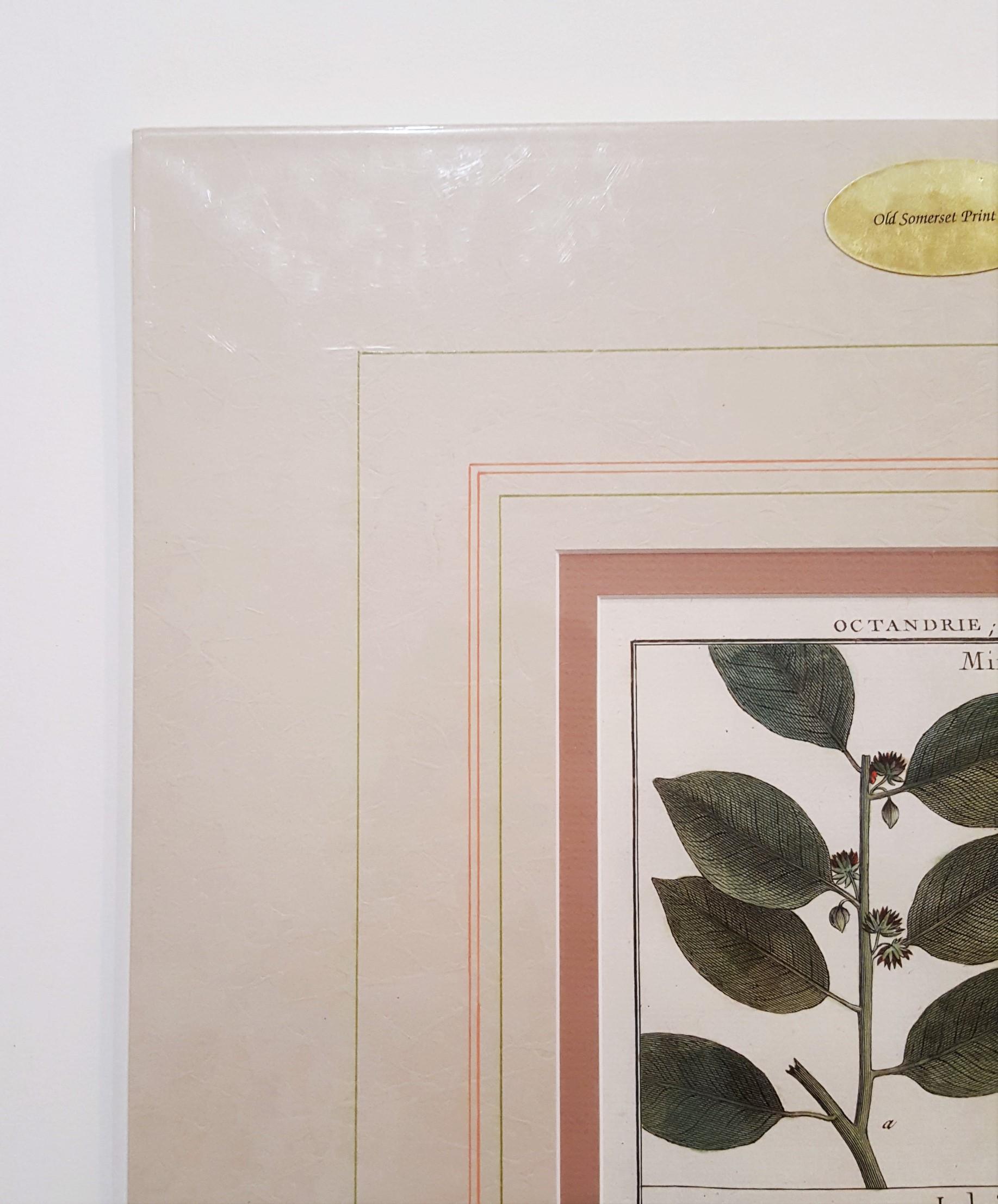 Mimufops (Mimusops); Ibricaria (Shingle Oak) /// Botanical Botany Plants Buffon - Gray Still-Life Print by Georges-Louis Leclerc, Comte de Buffon