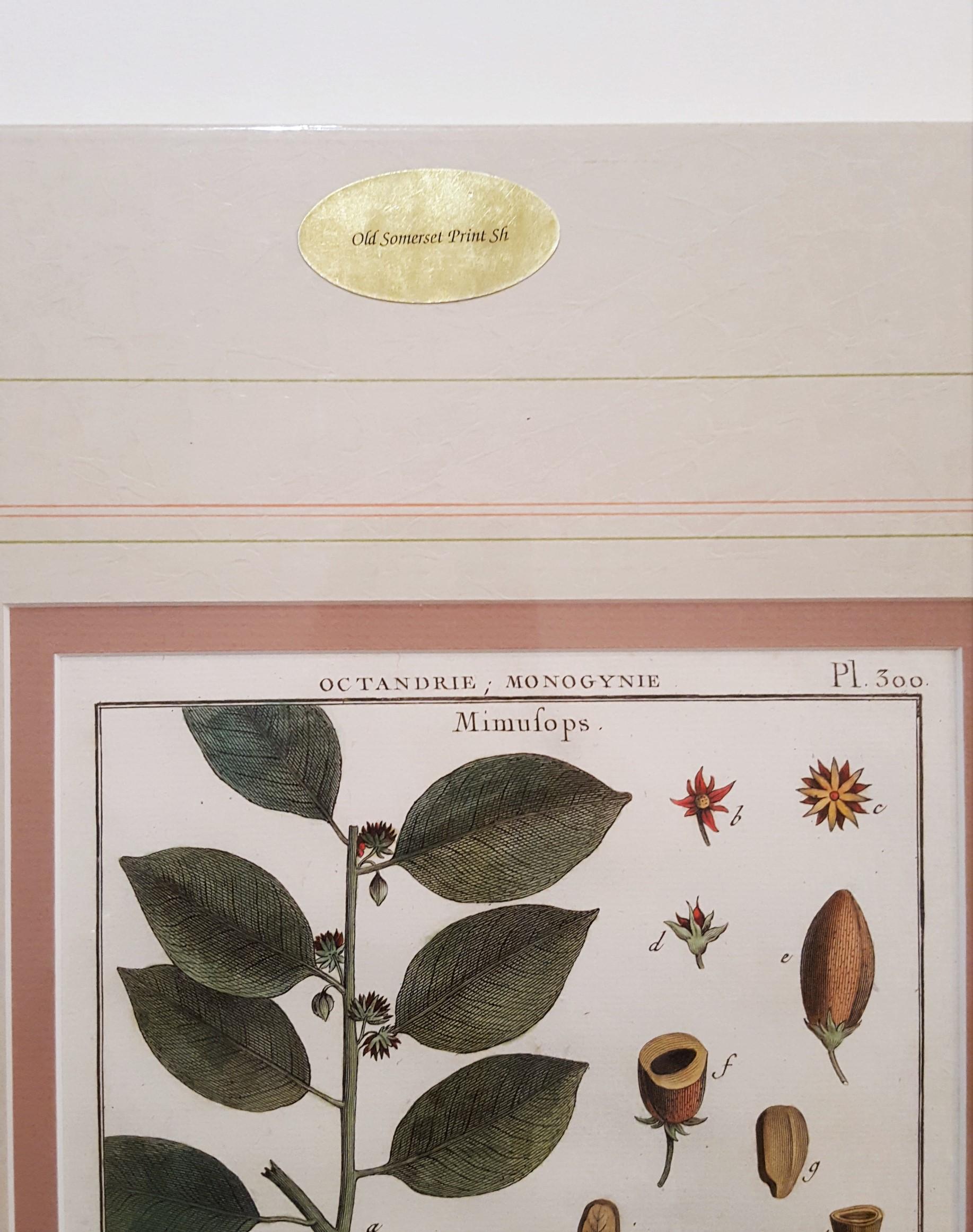 Mimufops (Mimusops); Ibricaria (Shingle Oak) /// Botanical Botany Plants Buffon For Sale 2