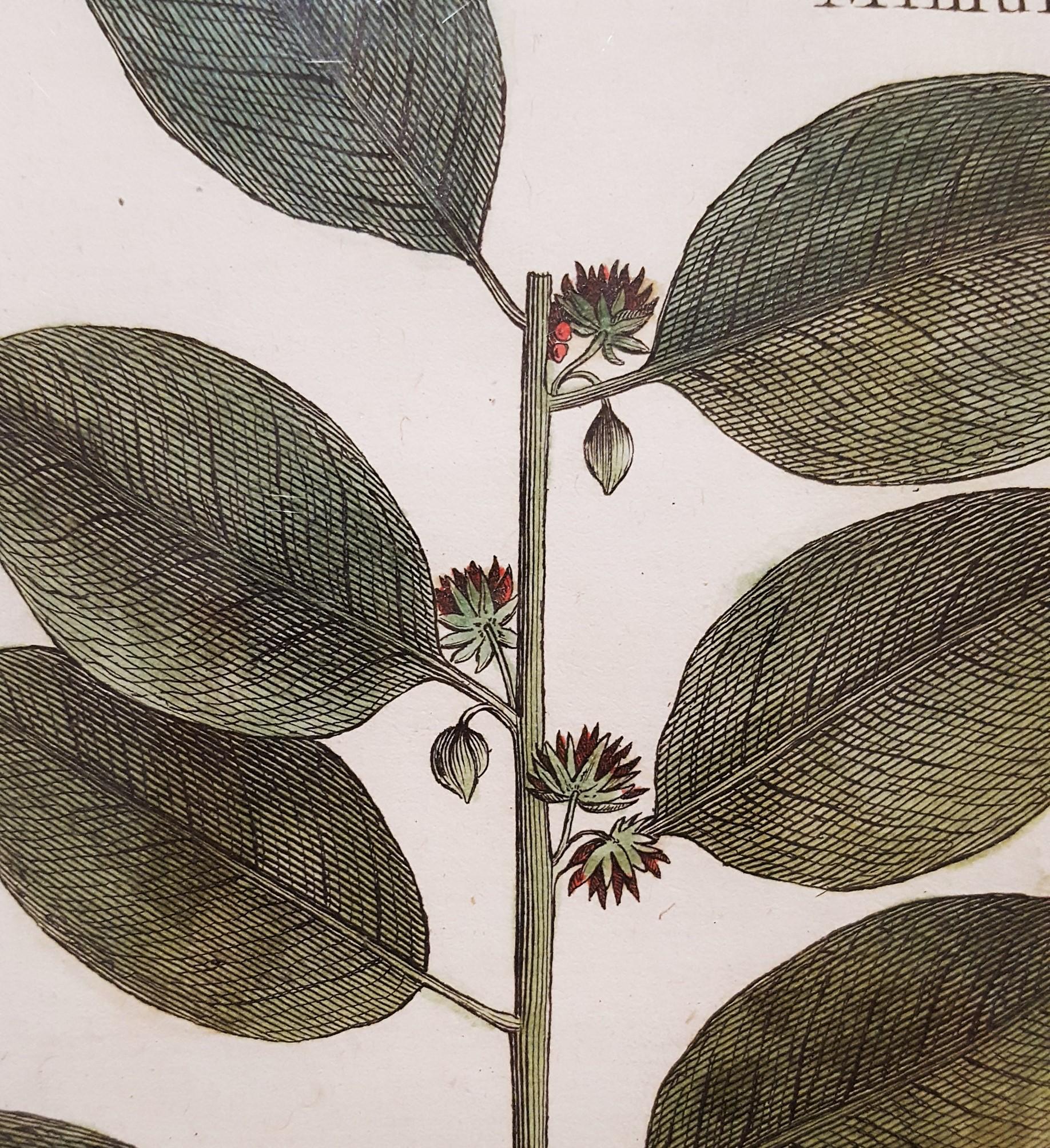 Mimufops (Mimusops); Ibricaria (Shingle Oak) /// Botanical Botany Plants Buffon For Sale 2