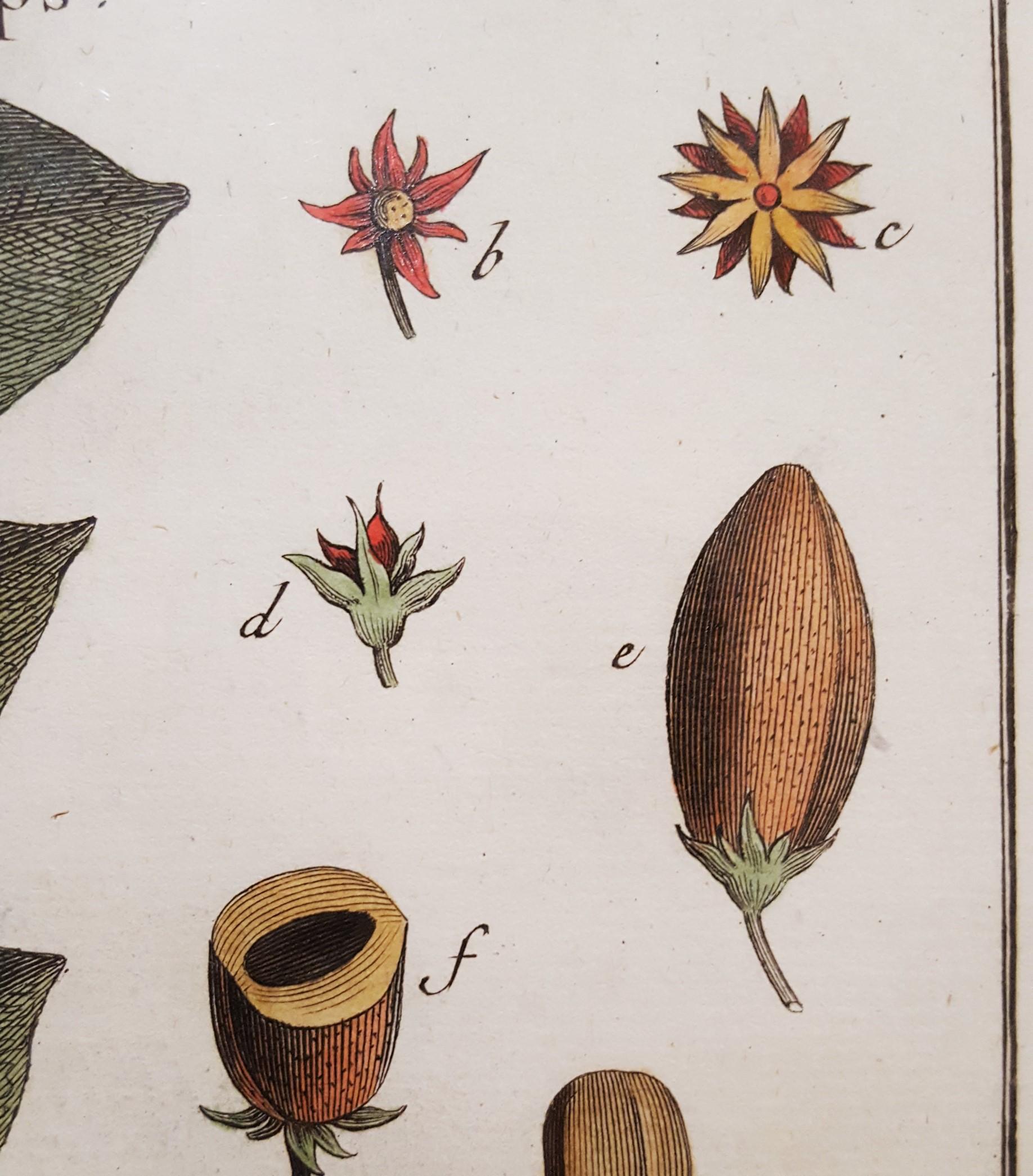 Mimufops (Mimusops) ; Ibricaria (Shingle Oak) /// Botanical Botany Plants Buffon en vente 6
