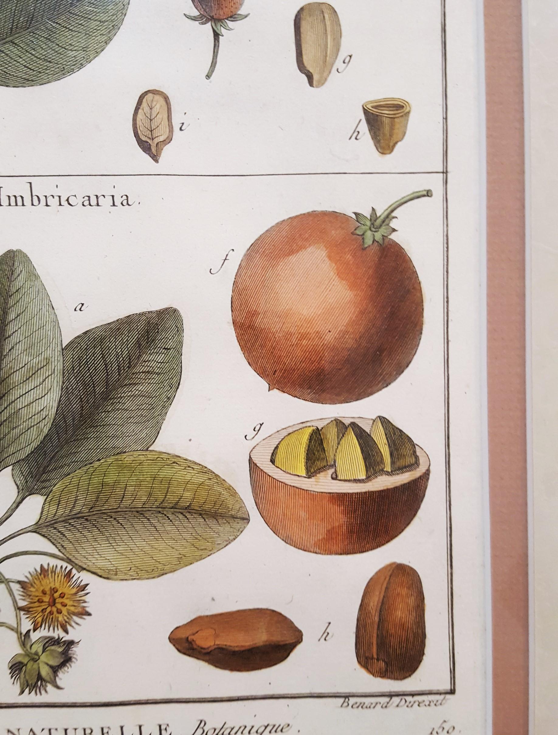 Mimufops (Mimusops); Ibricaria (Shingle Oak) /// Botanical Botany Plants Buffon For Sale 5