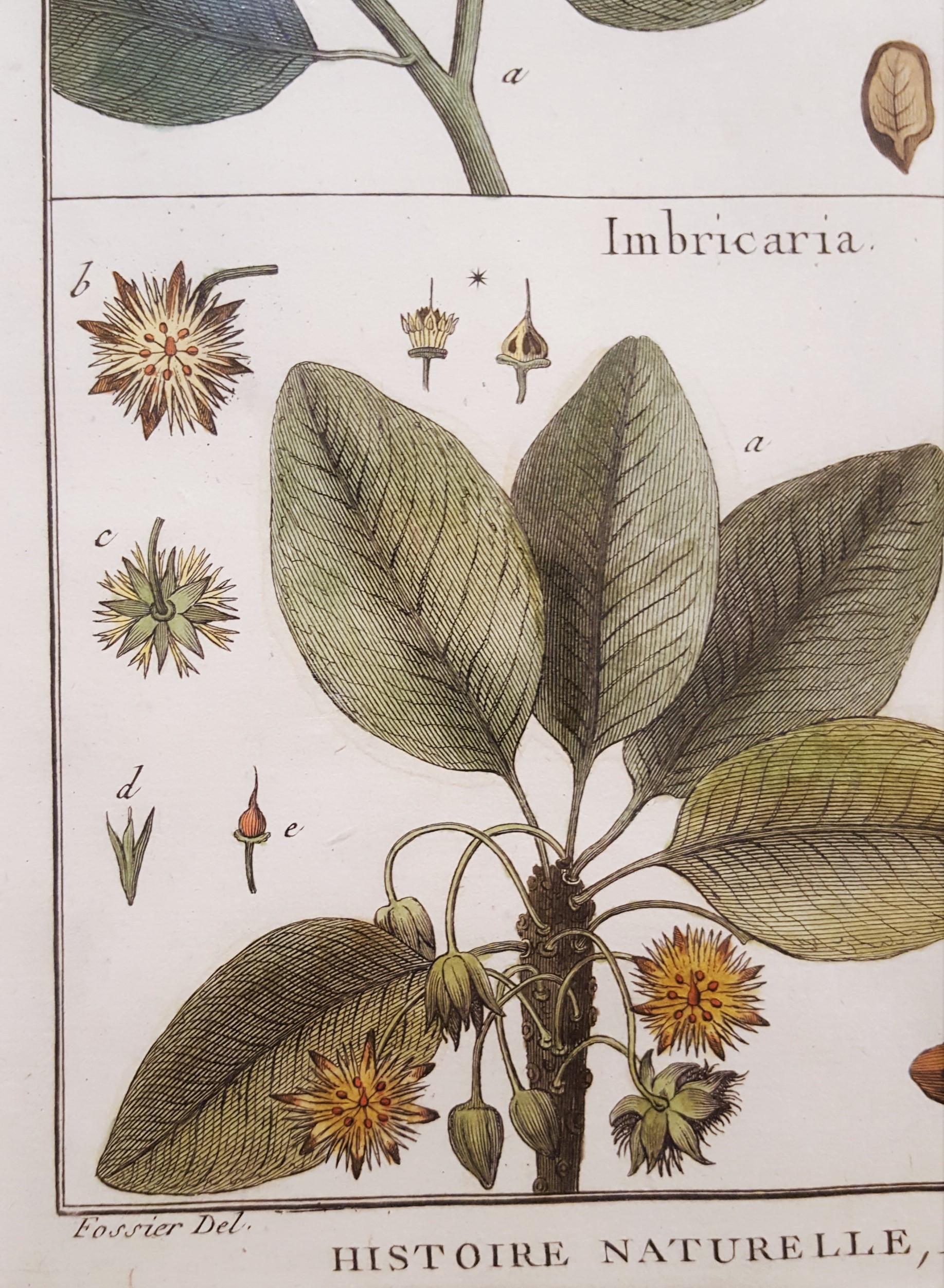 Mimufops (Mimusops) ; Ibricaria (Shingle Oak) /// Botanical Botany Plants Buffon en vente 9
