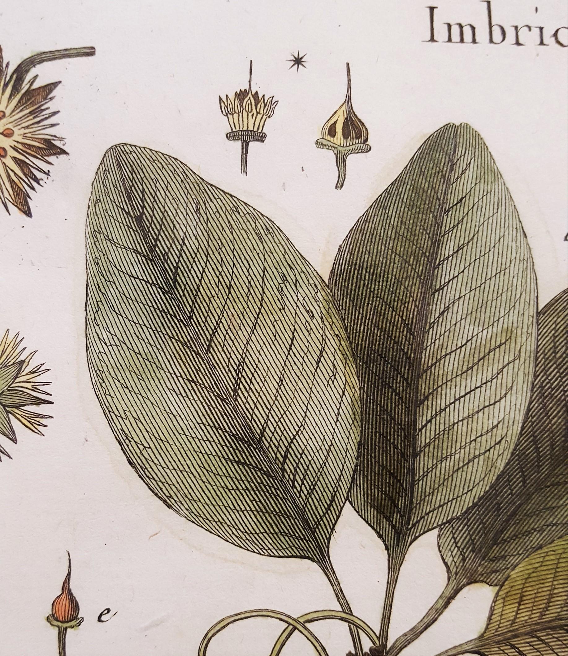 Mimufops (Mimusops); Ibricaria (Shingle Oak) /// Botanical Botany Plants Buffon For Sale 8