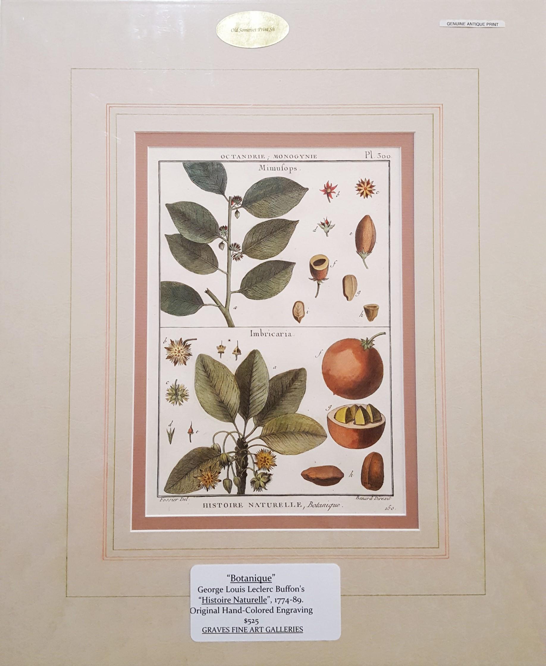 Mimufops (Mimusops); Ibricaria (Shingle-Eiche) /// botanische Botanik-Pflanzgefäße aus Buffon – Print von Georges-Louis Leclerc, Comte de Buffon