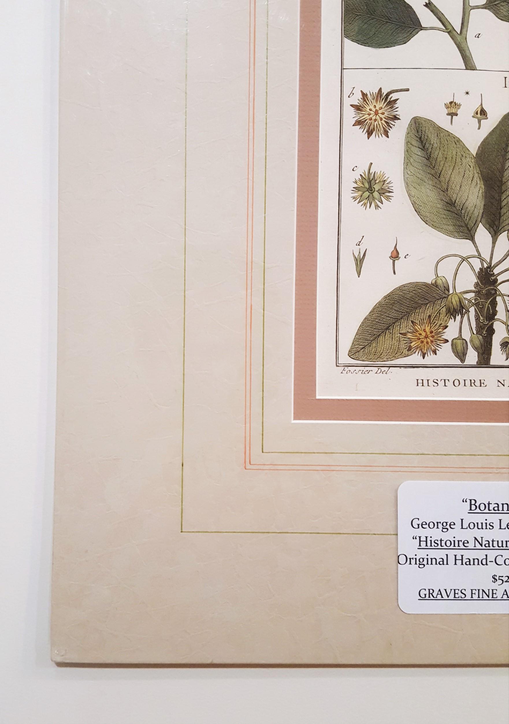 Mimufops (Mimusops); Ibricaria (Shingle-Eiche) /// botanische Botanik-Pflanzgefäße aus Buffon (Naturalismus), Print, von Georges-Louis Leclerc, Comte de Buffon