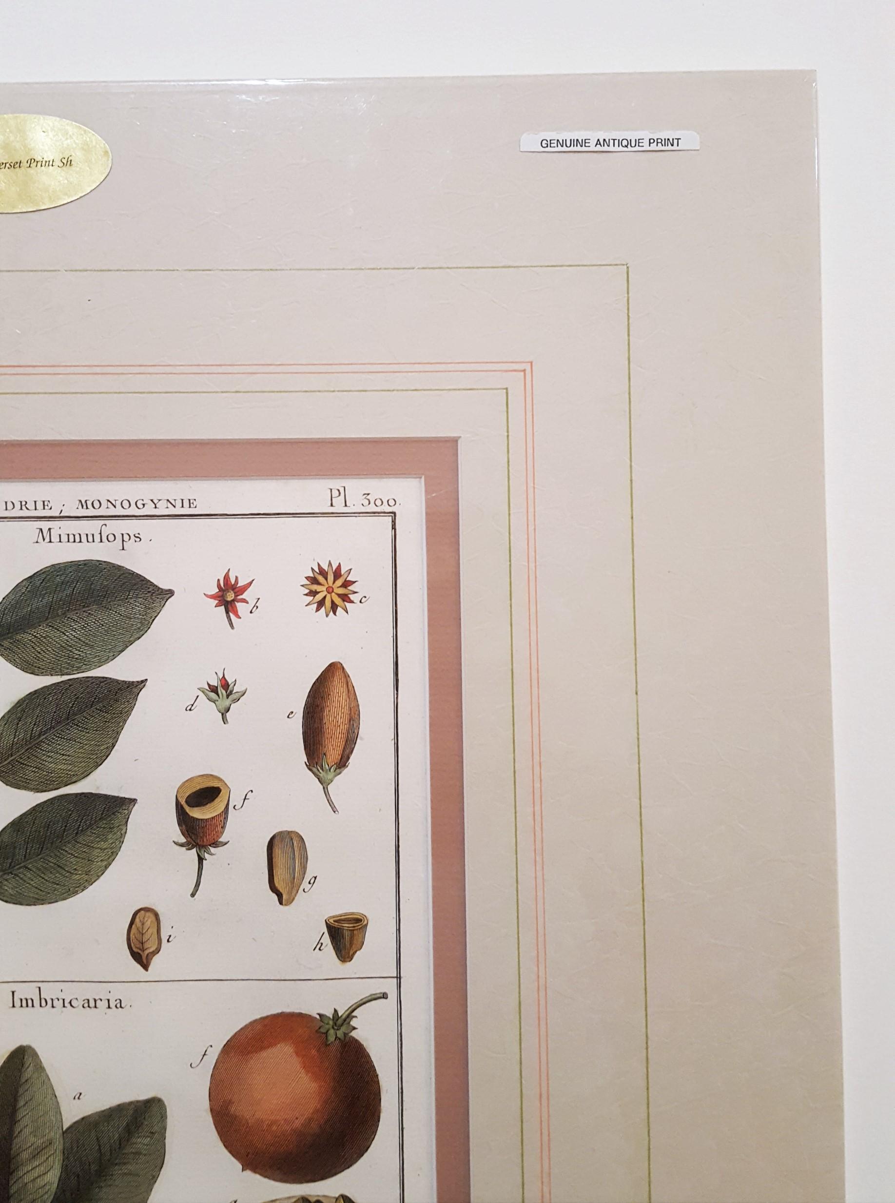 Mimufops (Mimusops) ; Ibricaria (Shingle Oak) /// Botanical Botany Plants Buffon - Gris Still-Life Print par Georges-Louis Leclerc, Comte de Buffon