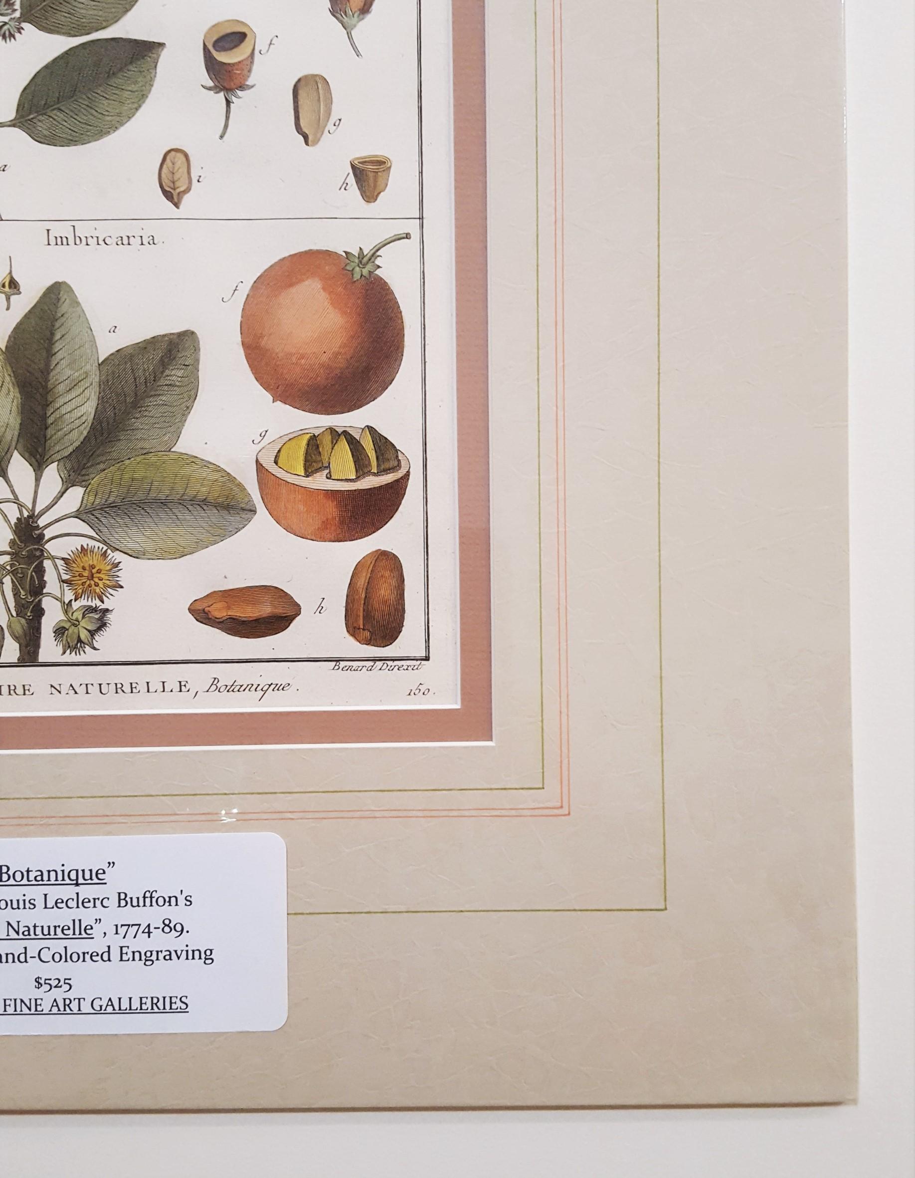 Mimufops (Mimusops); Ibricaria (Shingle Oak) /// Botanical Botany Plants Buffon - Naturalistic Print by Georges-Louis Leclerc, Comte de Buffon