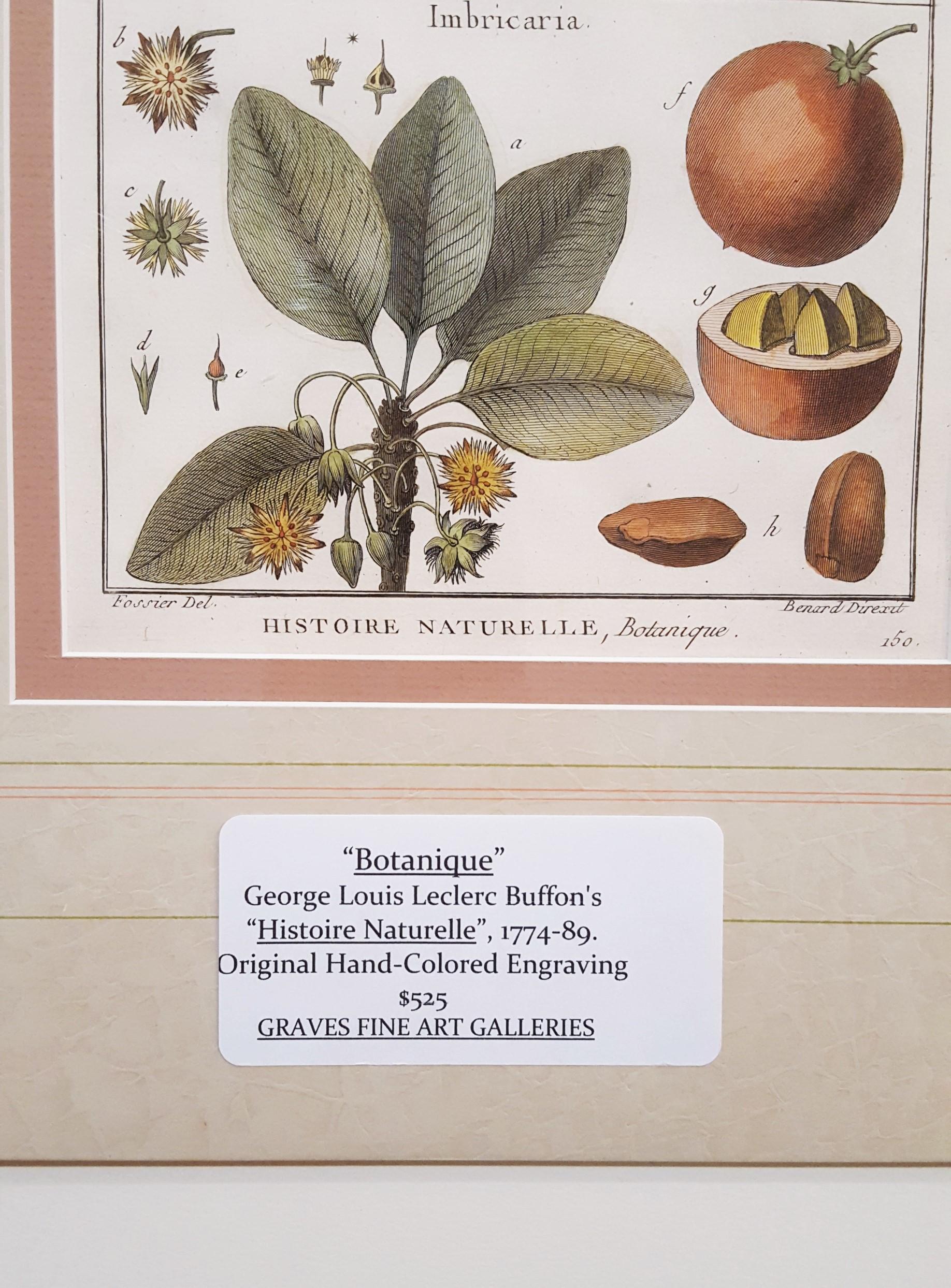 Mimufops (Mimusops) ; Ibricaria (Shingle Oak) /// Botanical Botany Plants Buffon en vente 2