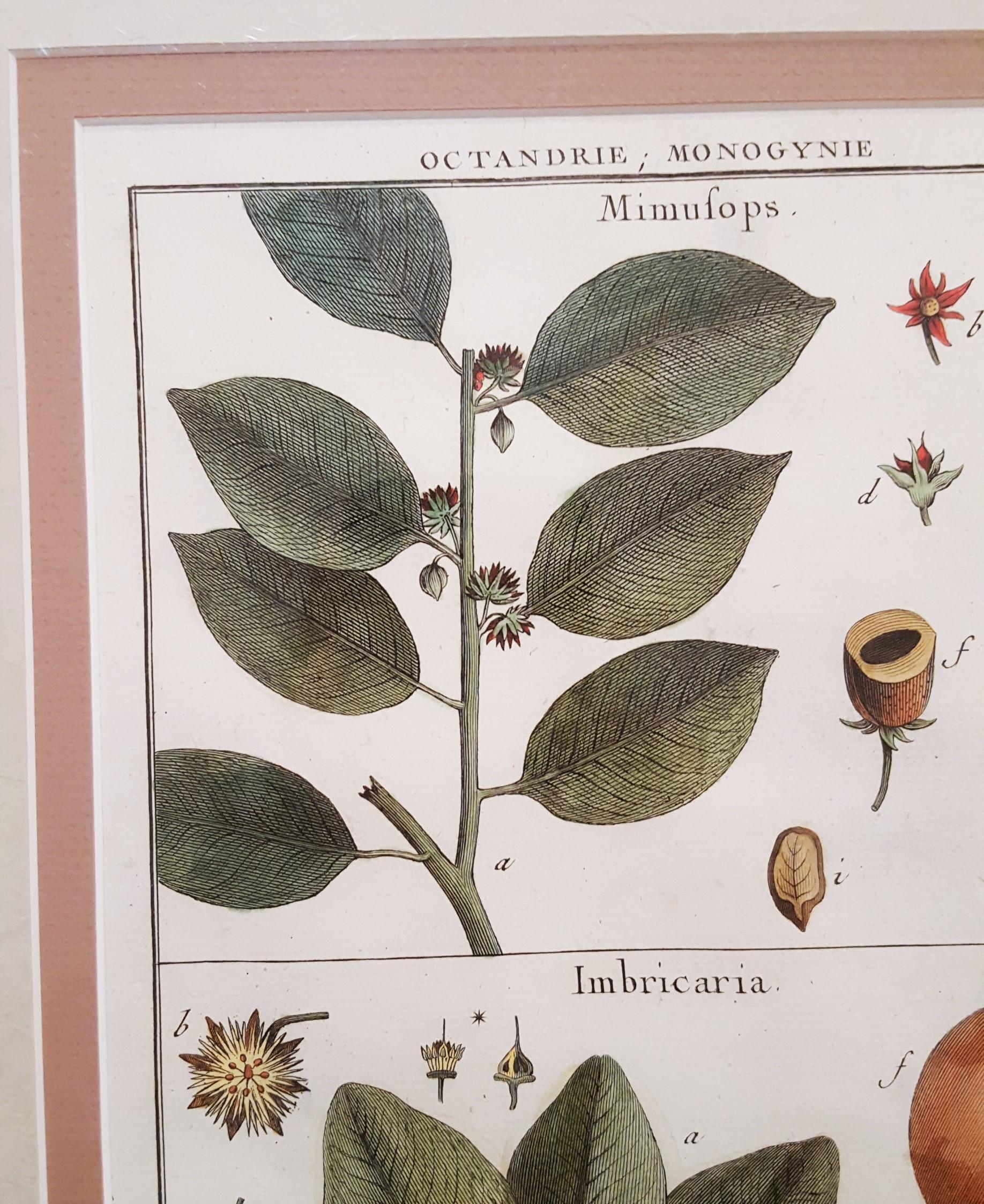 Mimufops (Mimusops); Ibricaria (Shingle Oak) /// Botanical Botany Plants Buffon For Sale 1