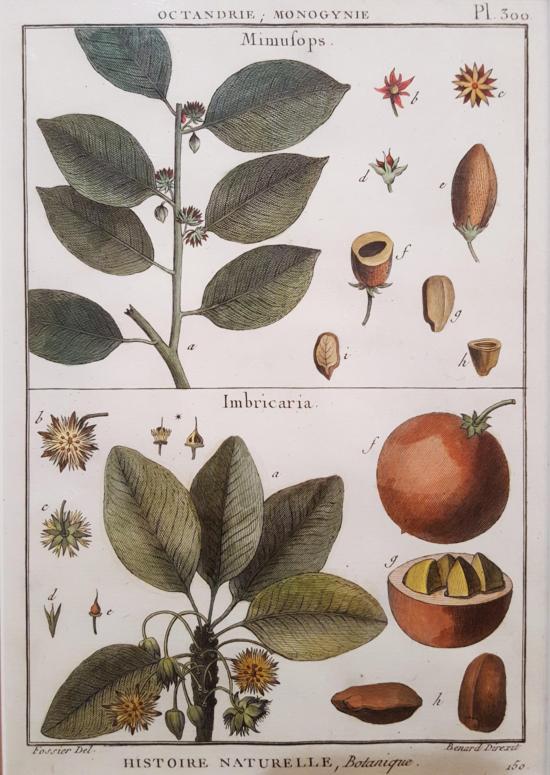 Still-Life Print Georges-Louis Leclerc, Comte de Buffon - Mimufops (Mimusops) ; Ibricaria (Shingle Oak) /// Botanical Botany Plants Buffon