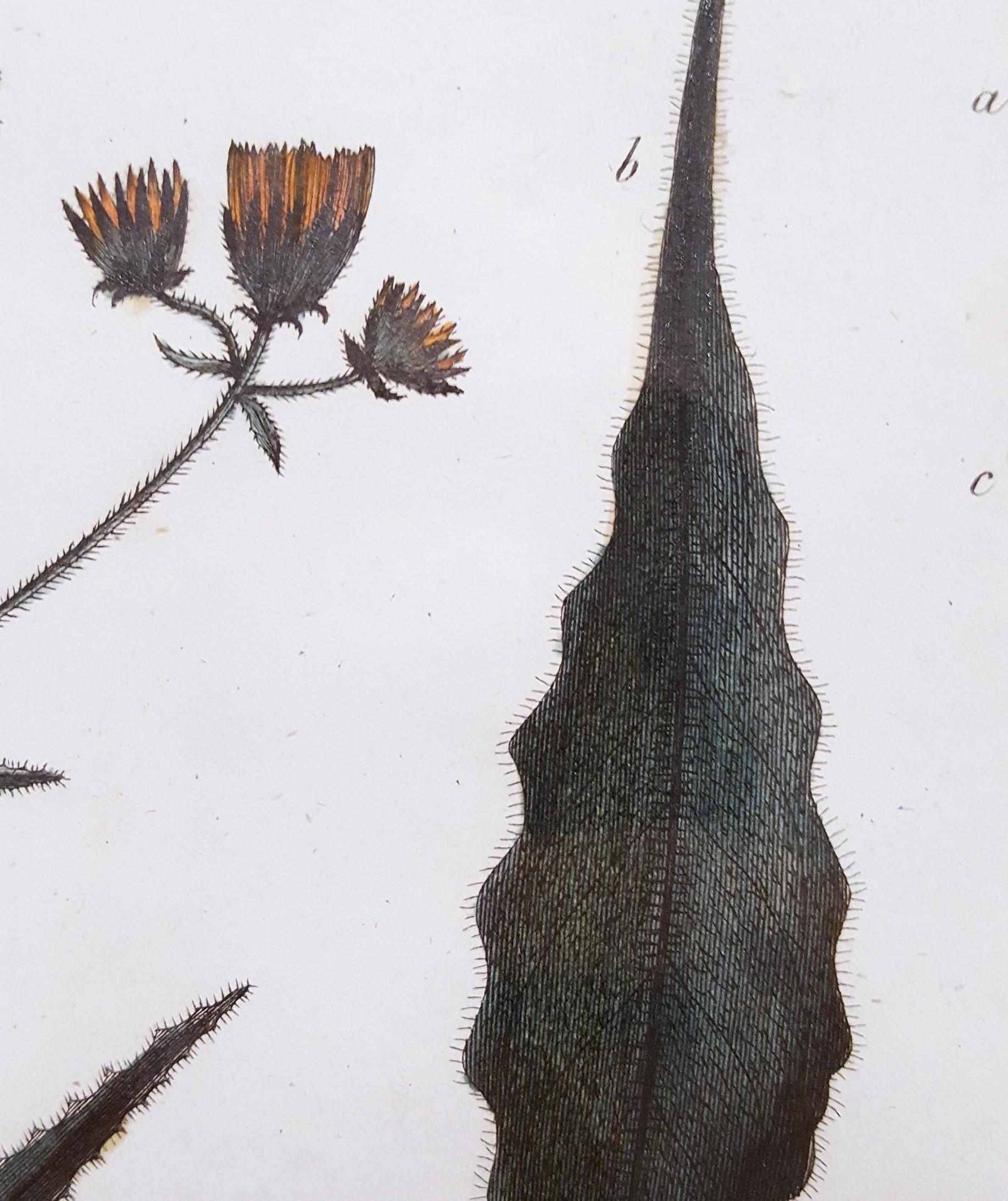 Picris (Sunflower); Helmintia (Bristly Oxtongue) /// Botanical Botany Plants Art For Sale 6