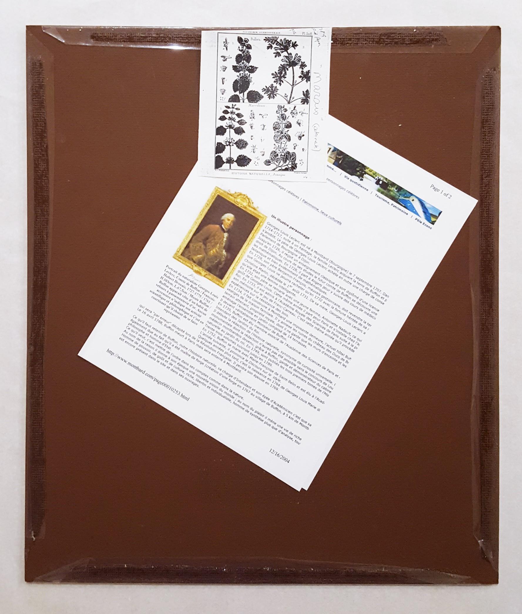 Picris (Sunflower); Helmintia (Bristly Oxtongue) /// Botanical Botany Plants Art For Sale 9